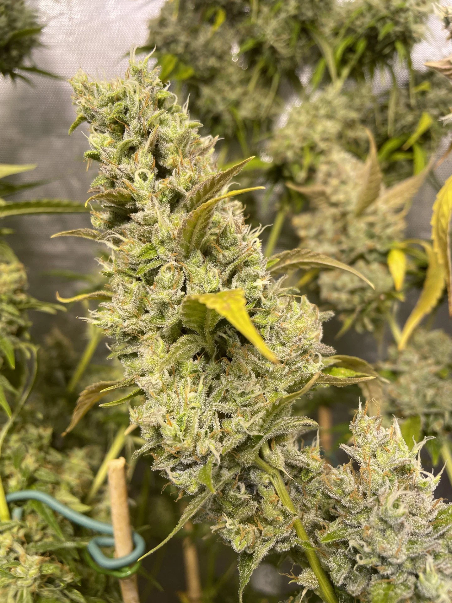 Close-up of a flowering cannabis plant with densely packed buds covered in trichomes, surrounded by green leaves.