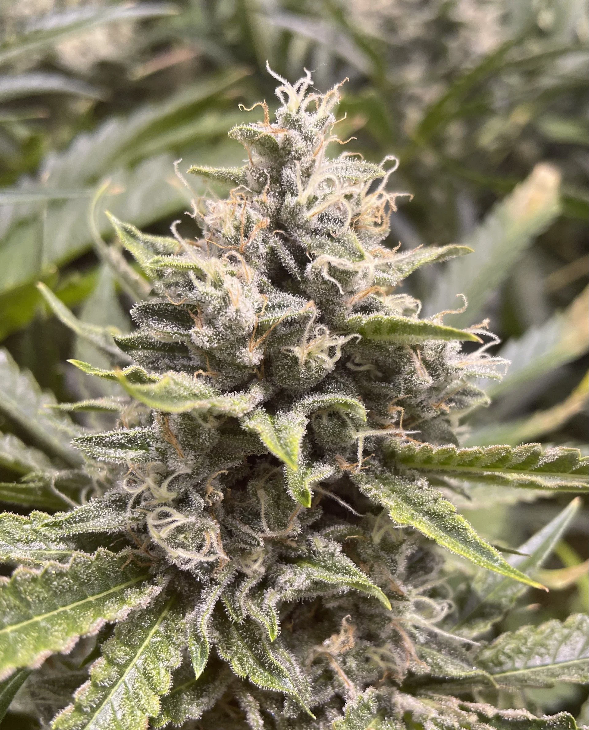 Close-up of a flowering cannabis plant covered in trichomes.