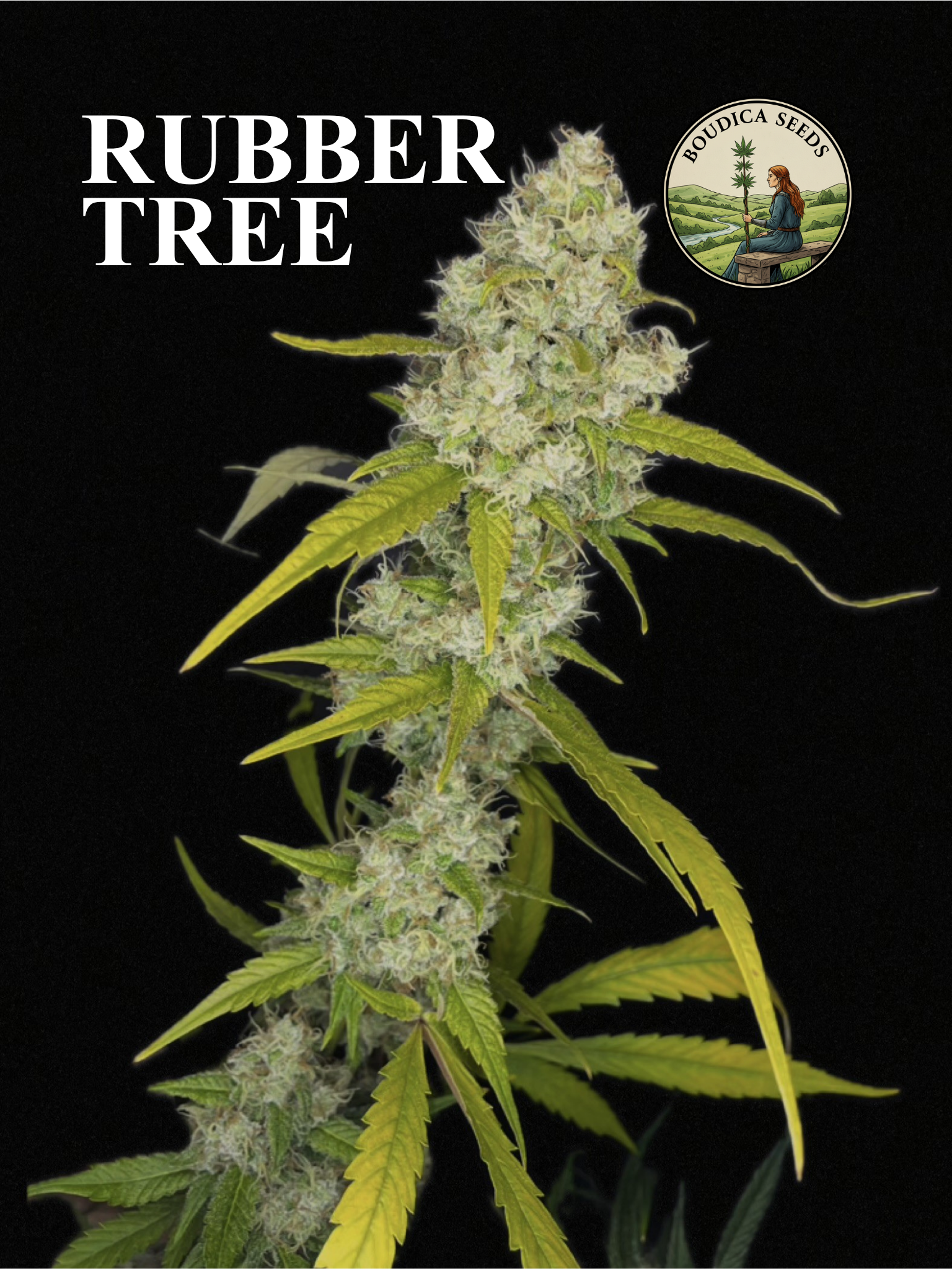 Close-up of a lush cannabis plant with dense buds and green leaves against a black background, with the title 'Rubber Tree' and a logo of Boudica Seeds showing a woman sitting on a rock with a cannabis plant.