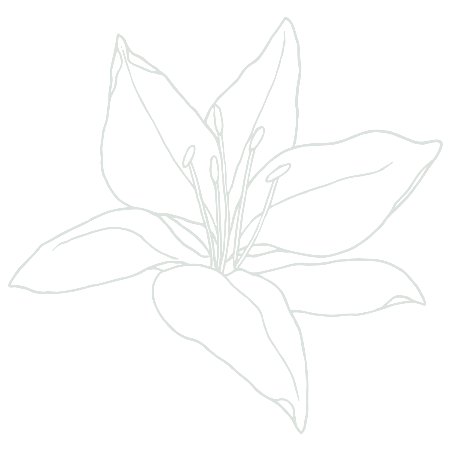 An outline drawing of a plant with large leaves and small flowers in the center.