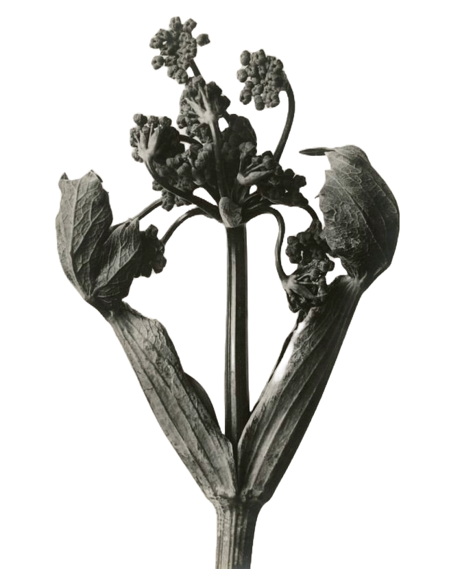 Black and white photo of a flowering plant with large leaves and clusters of small flowers.