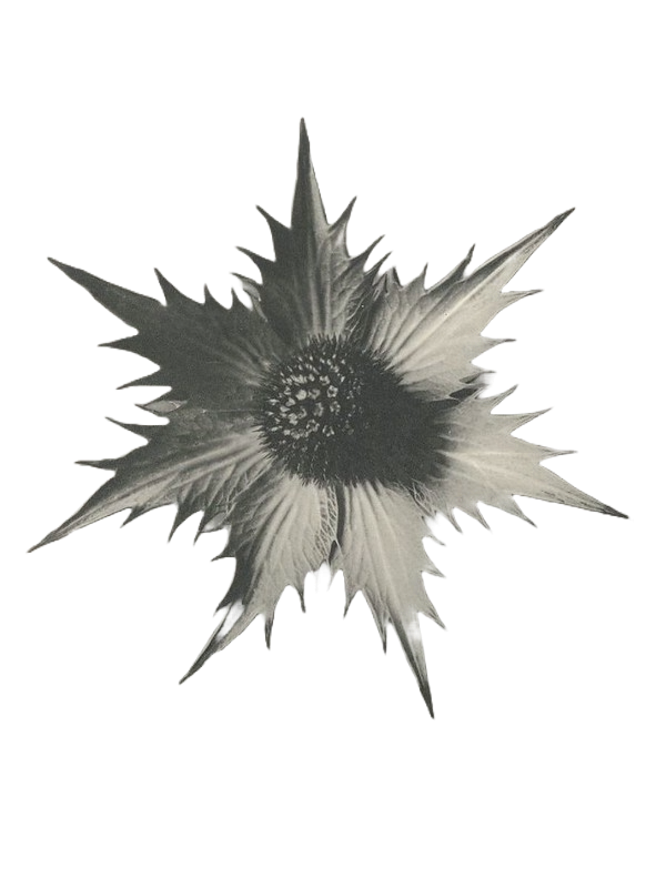 Black and white image of a spiky, star-shaped flower with a dark center.