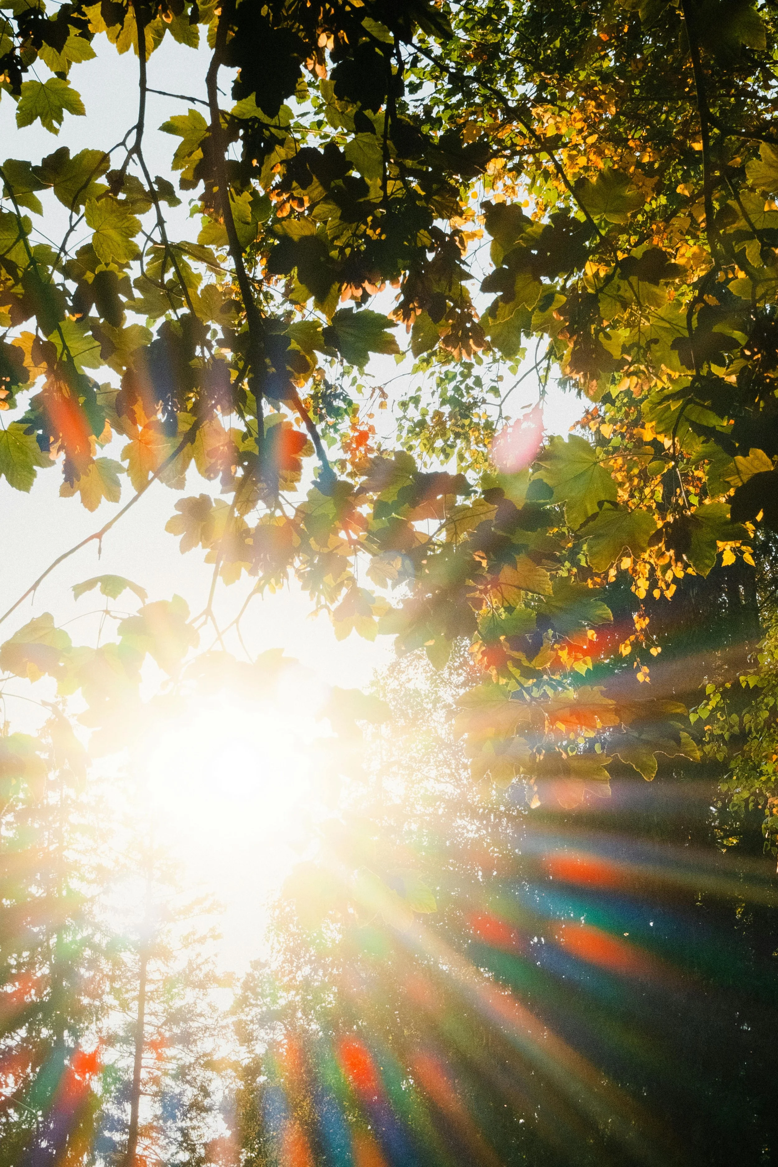 Sunlight shining through green and slightly yellowing tree leaves, creating a colorful rainbow lens flare effect.