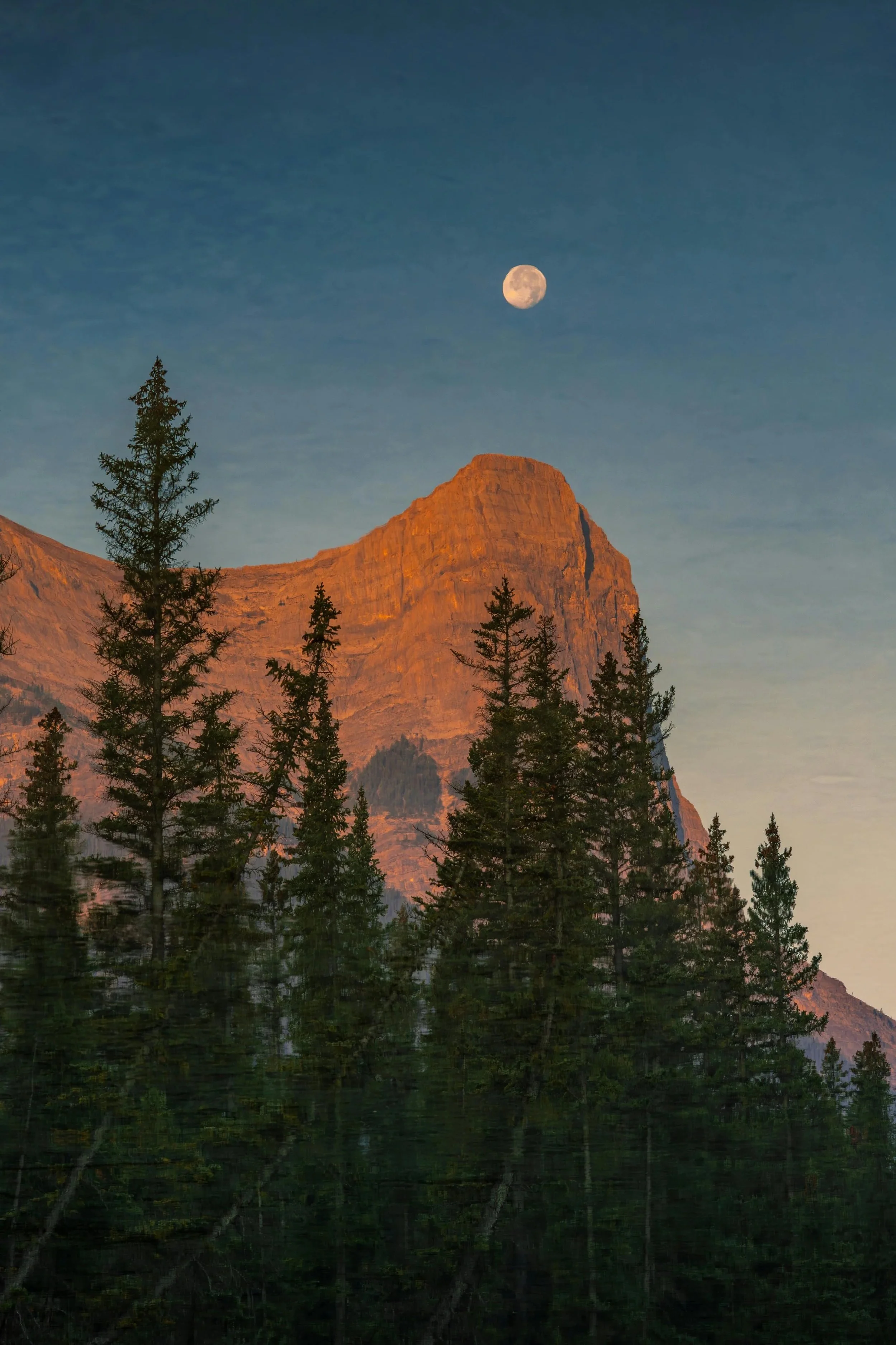 A mountain range illuminated by the setting or rising sun with a clear sky and the moon visible above the peaks, surrounded by tall pine trees in the foreground.