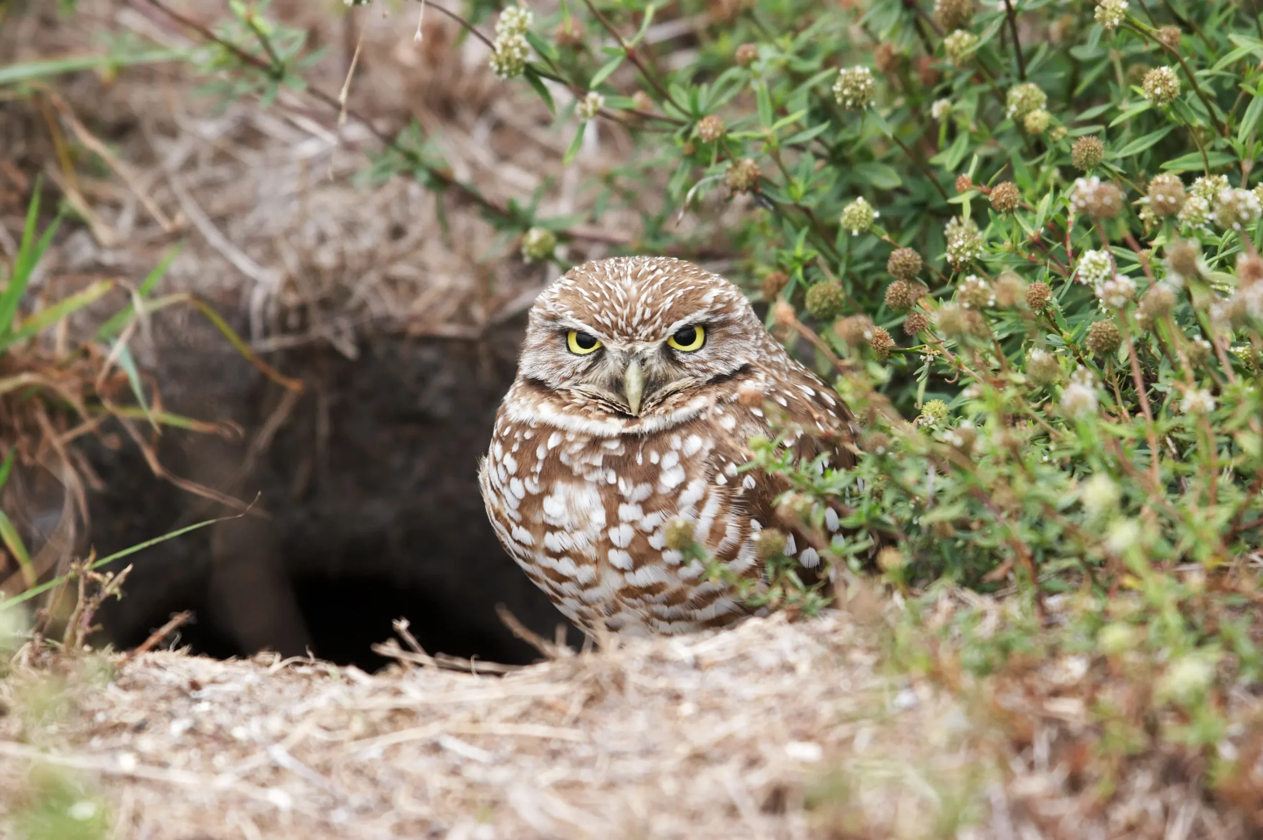 Burrowing owl peeking from a ground hole in dry soil and bushes.