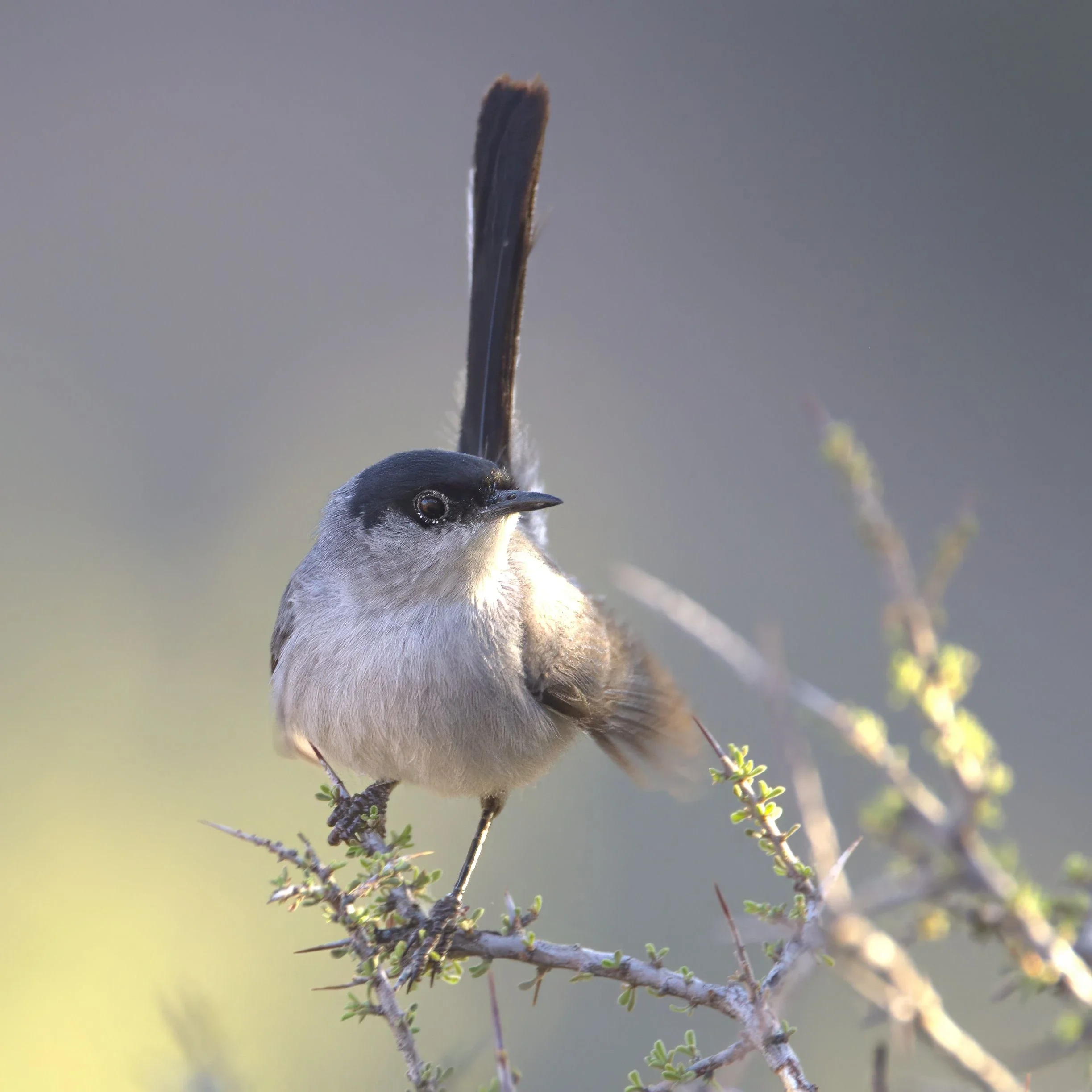 Small bird on branch with budding leaf, blurred green-gray background.