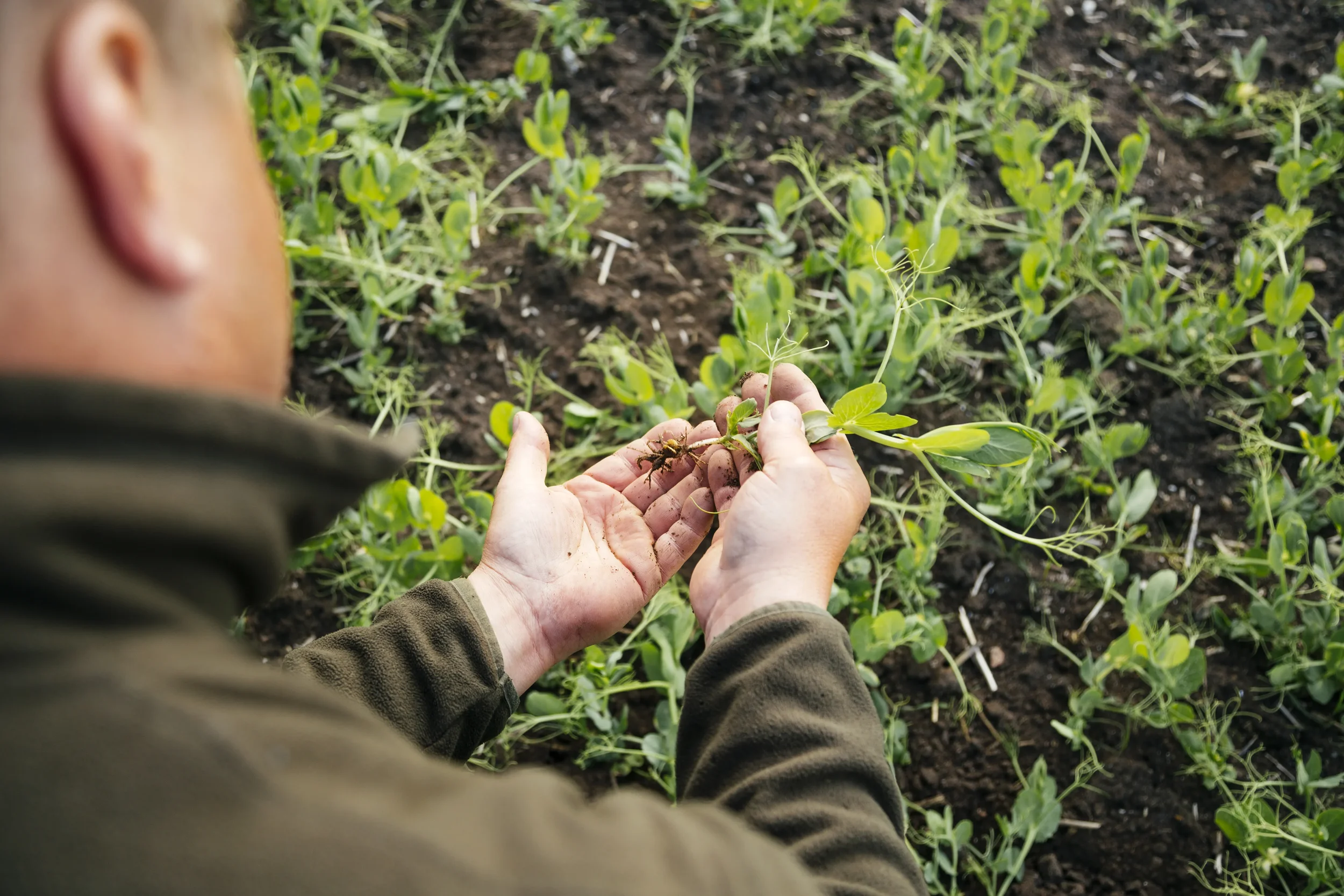 Person holding seedling examining its roots in a garden.