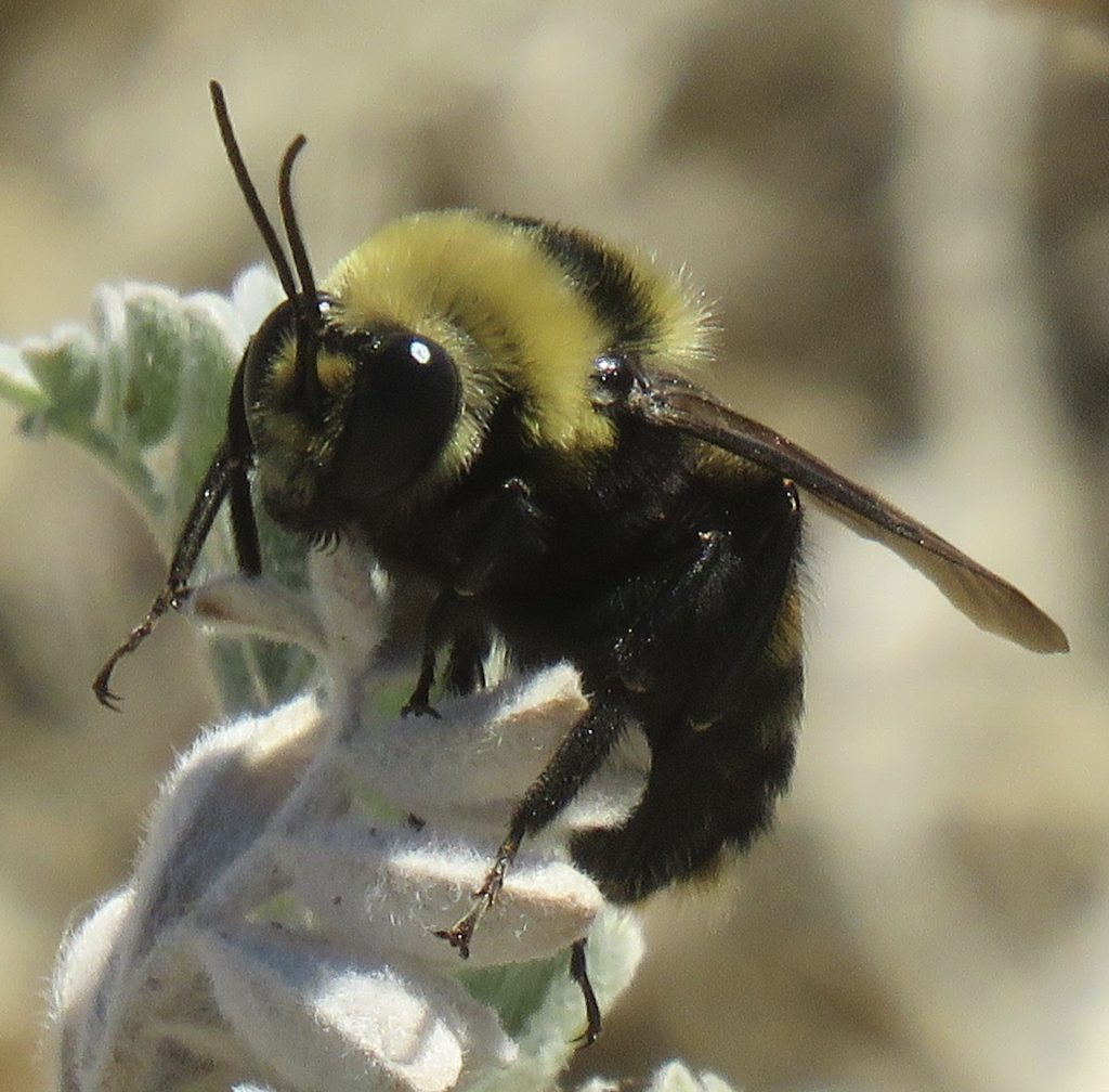 Close-up of a bumblebee on a light-colored plant with fuzzy leaves.