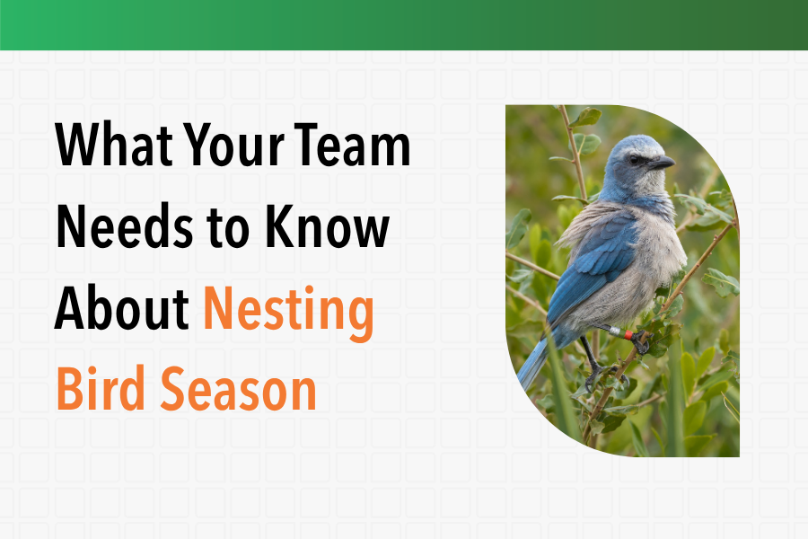 What Your Team Needs to Know About Nesting Bird Season