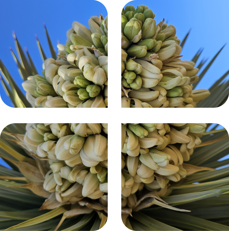 Close-up of a yucca plant in bloom with dense clusters of white and green flowers, surrounded by long pointed leaves.