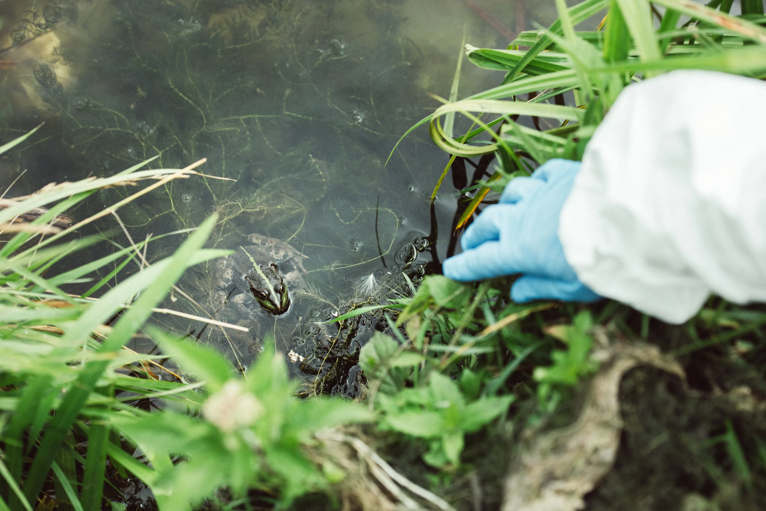 Frog in water with a gloved hand nearby.