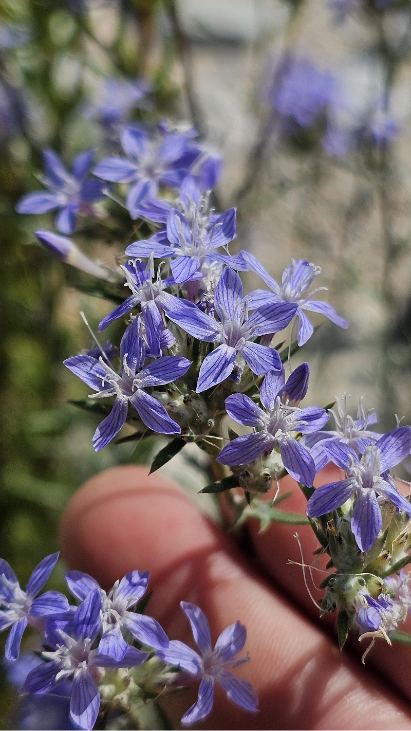 A close-up of small purple flowers with five-pointed petals, held by a human hand.