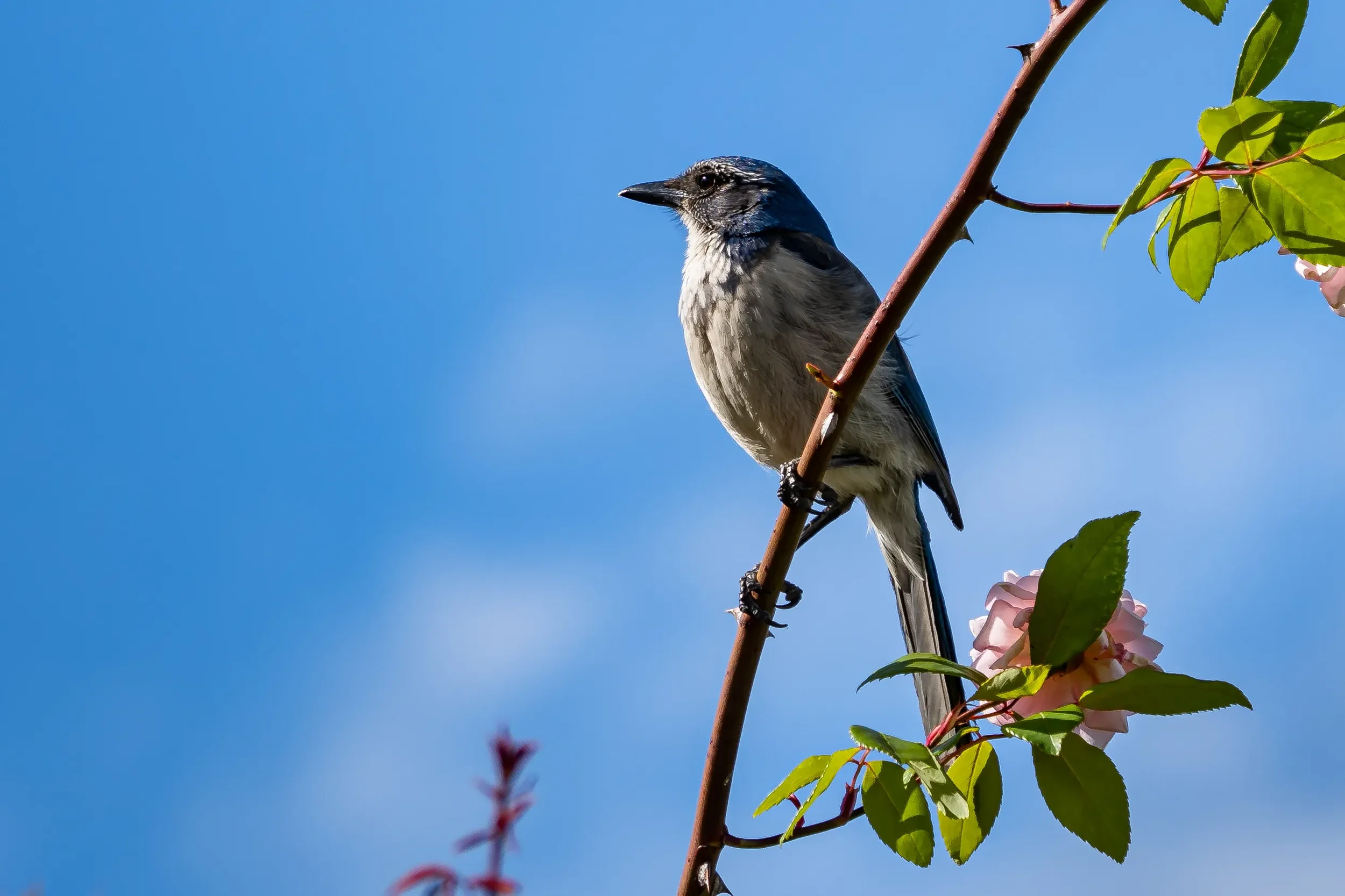 Bird perched on a leafy flowering branch against blue sky.
