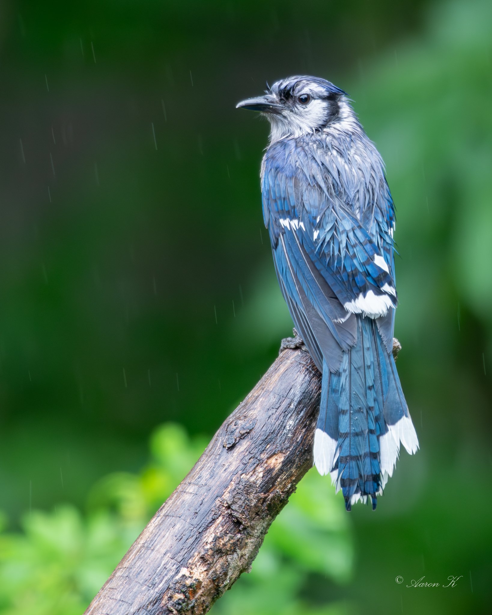 Aaron_Blue Jay Rain_June8_a_2048.jpg