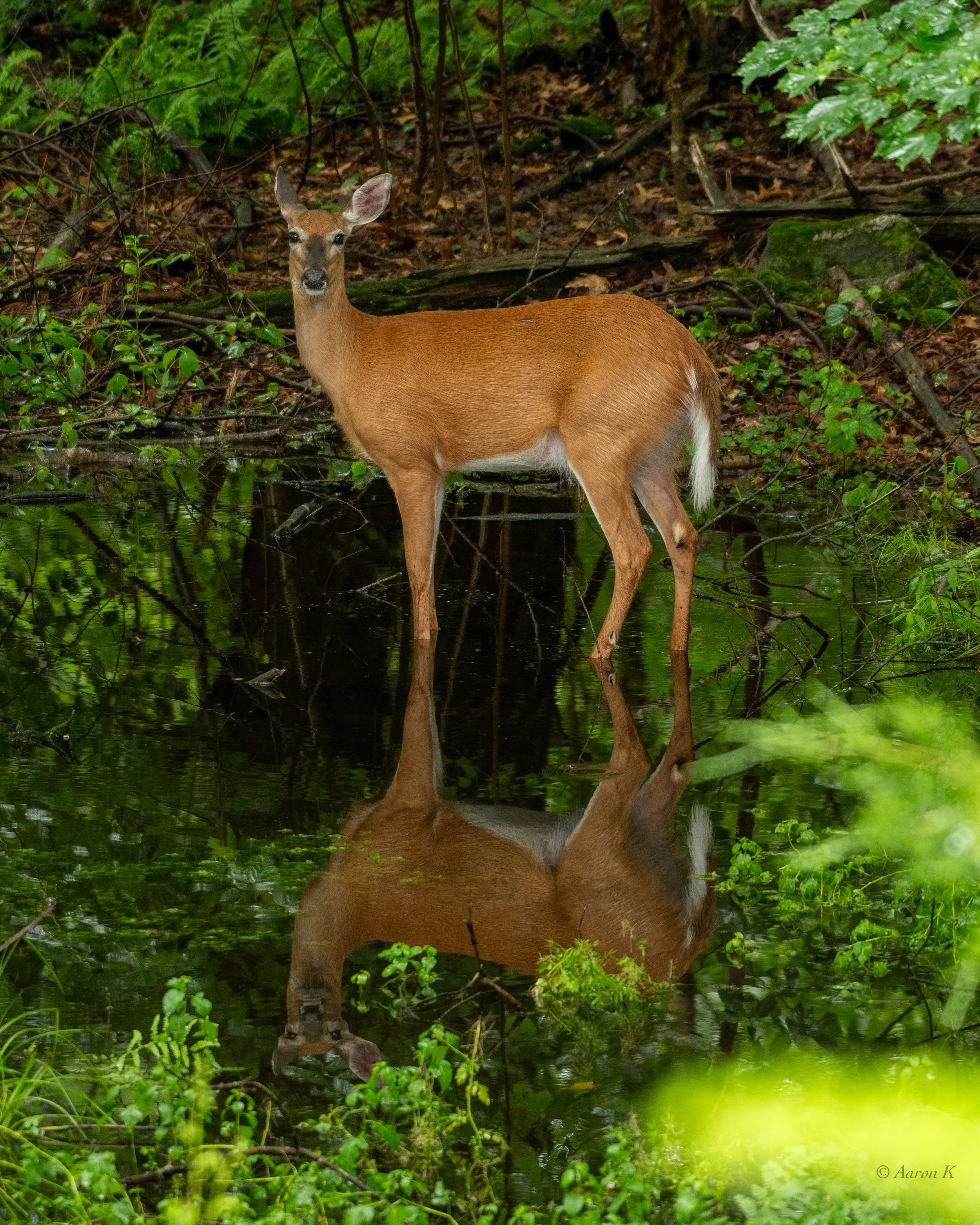 Aaron_Whitetail Deer Doe_July_2023_LR-1.jpg