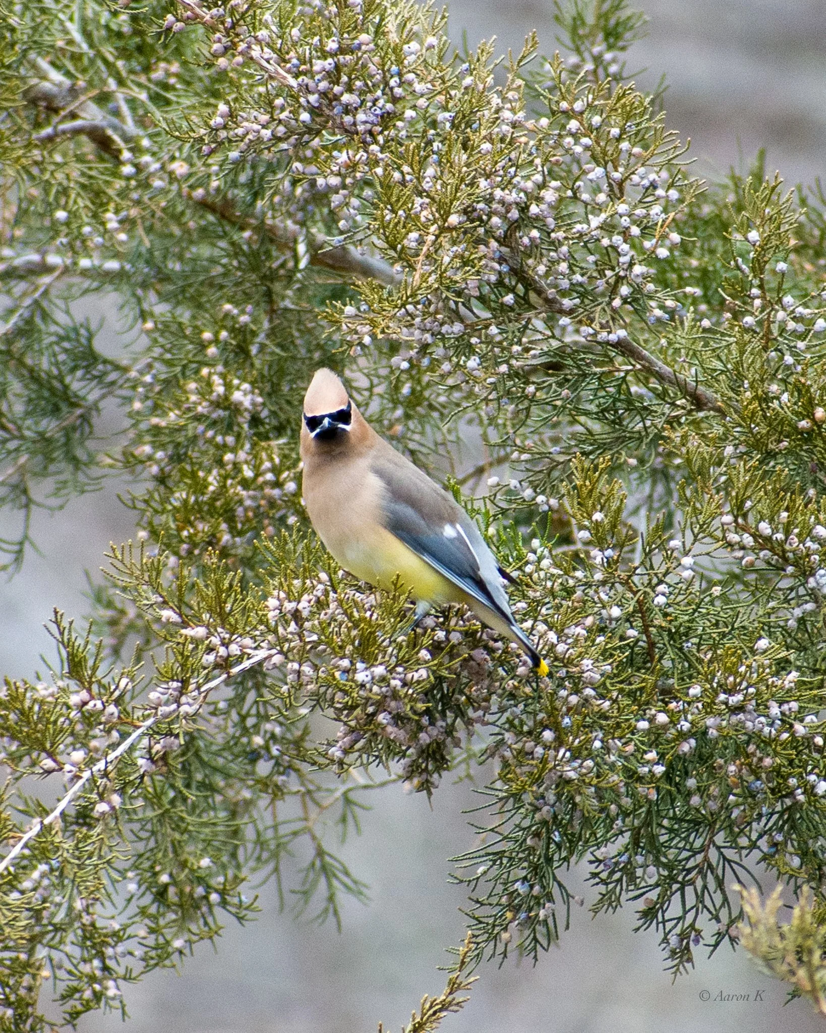 Aaron_Cedar Waxwing_2048_LR-1.jpg