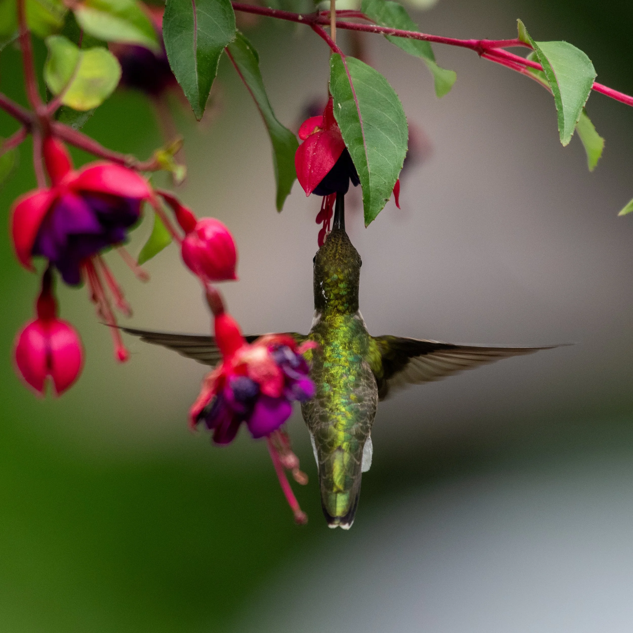 Aaron_Hummingbird May 23_a_2024-1.jpg