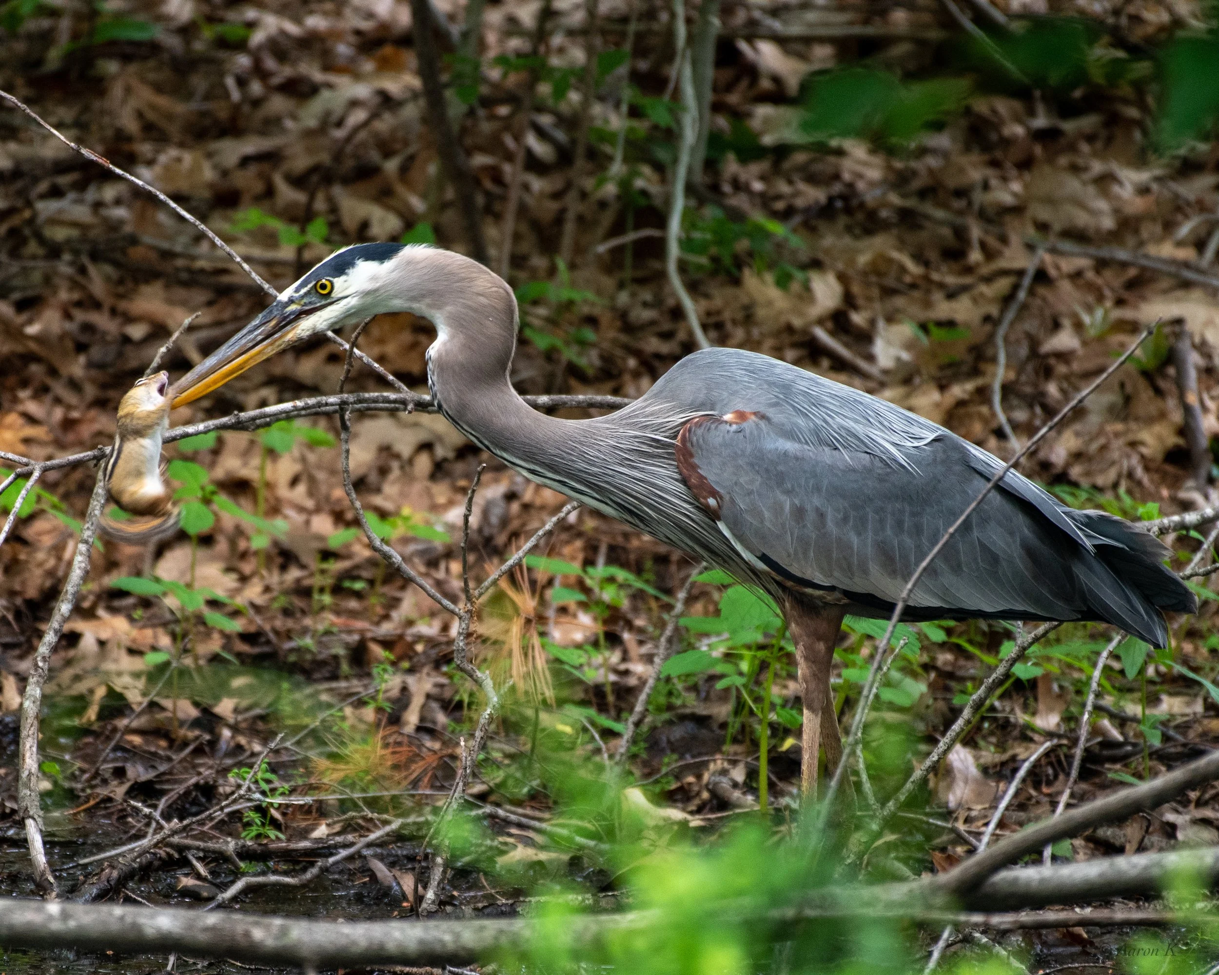 Aaron_Blue Heron_11_ 2023_LR-1.jpg