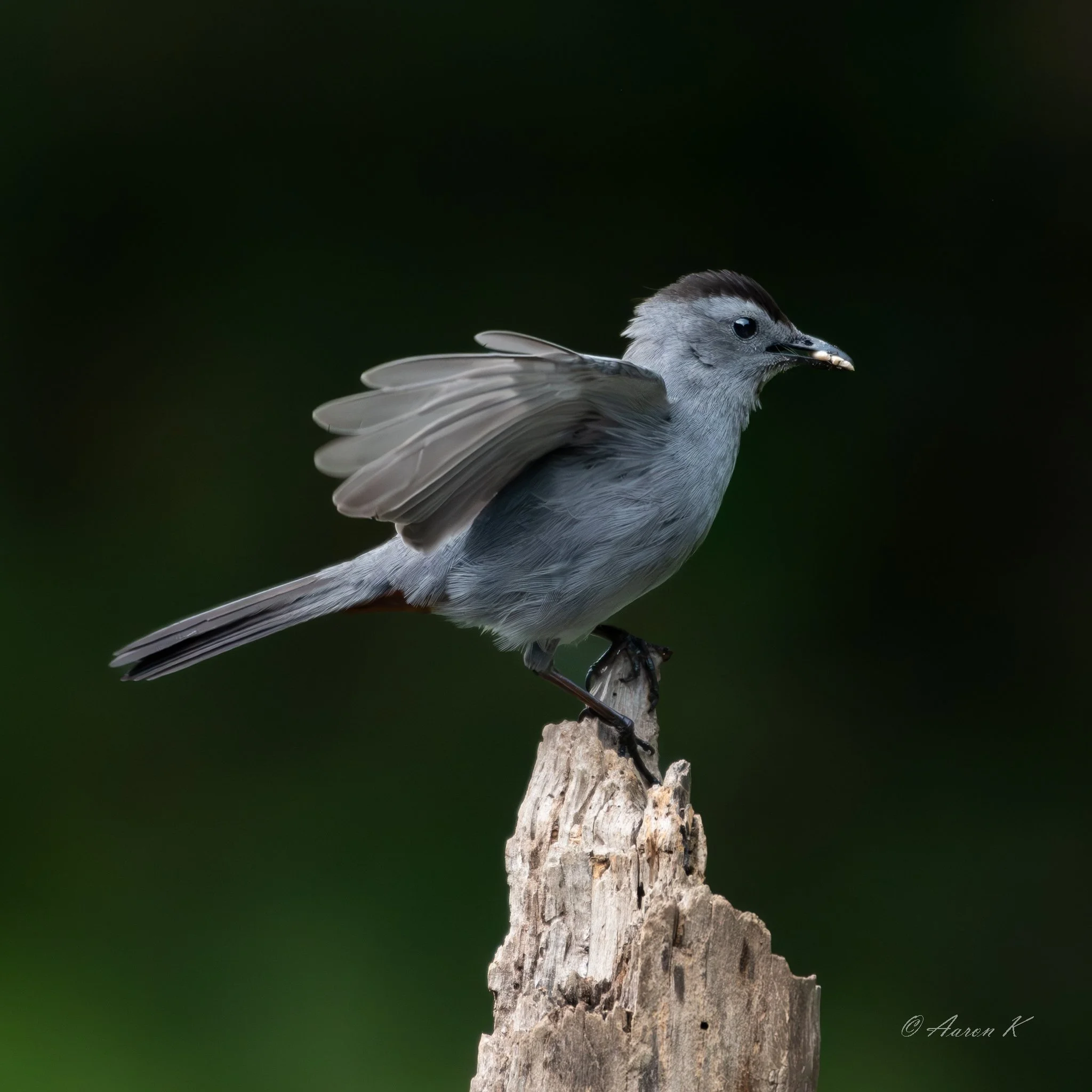 Aaron_Grey Catbird_June_A_2024_Small.jpg