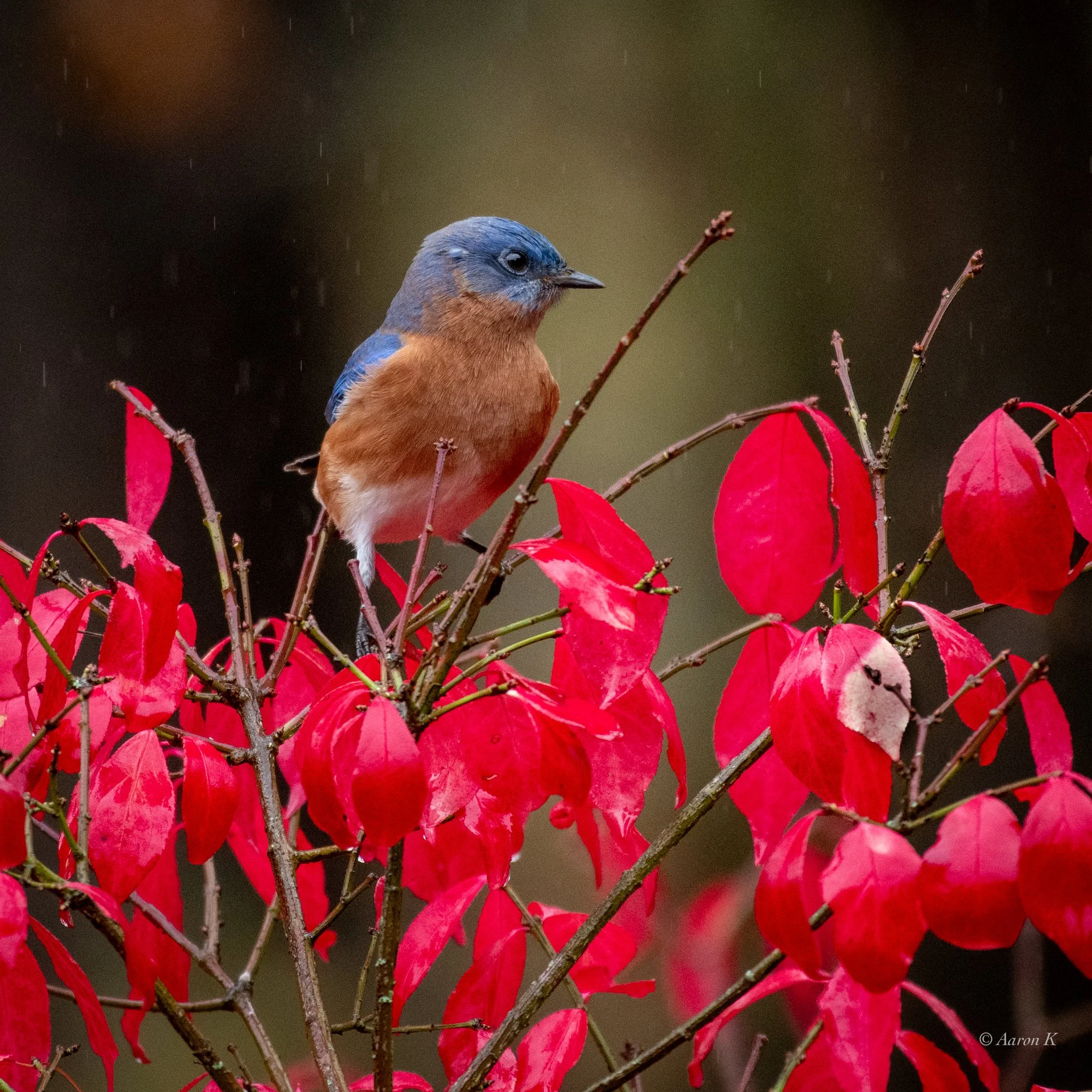 Aaron_Eastern bluebird rain_2048-1.jpg