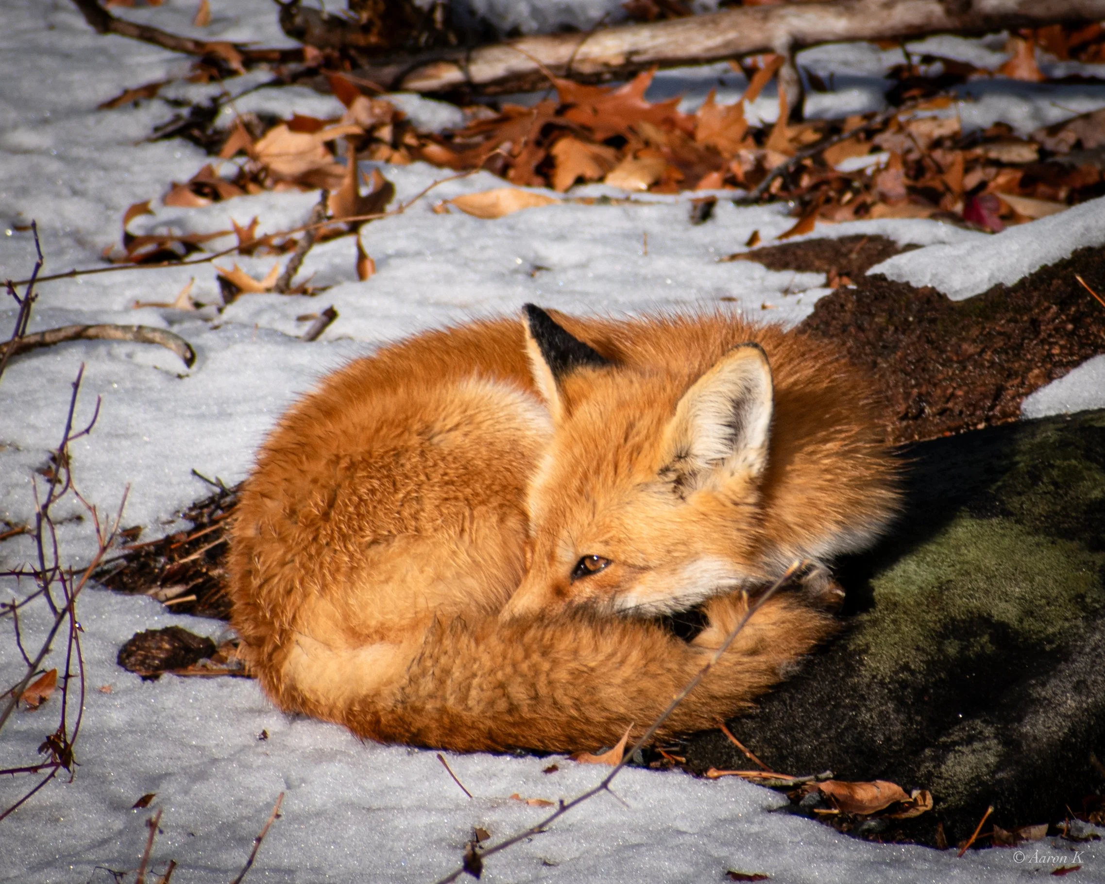 Aaron_Red Fox Sleepy_2_2023_LR-1.jpg