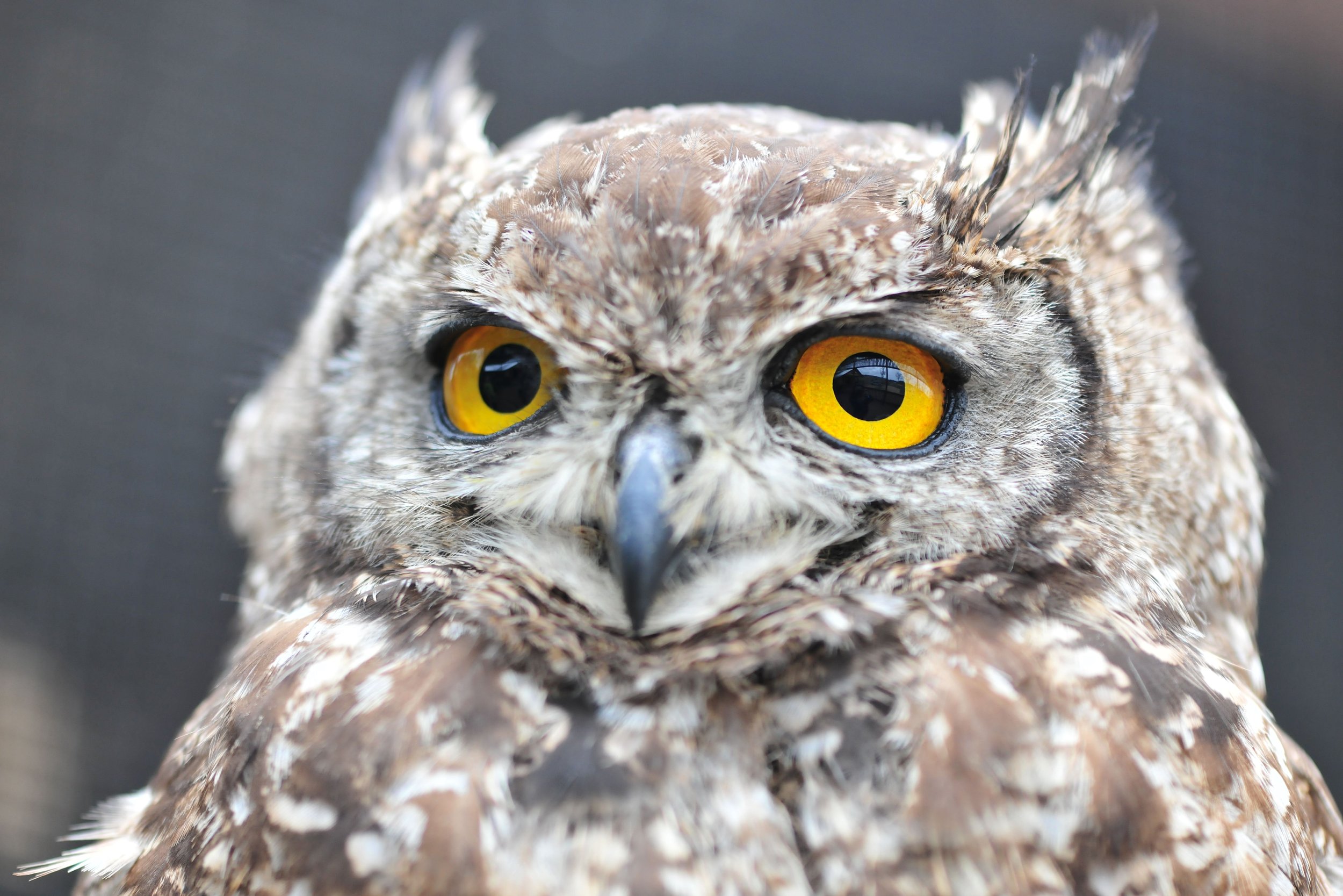 Post 10: The Owl