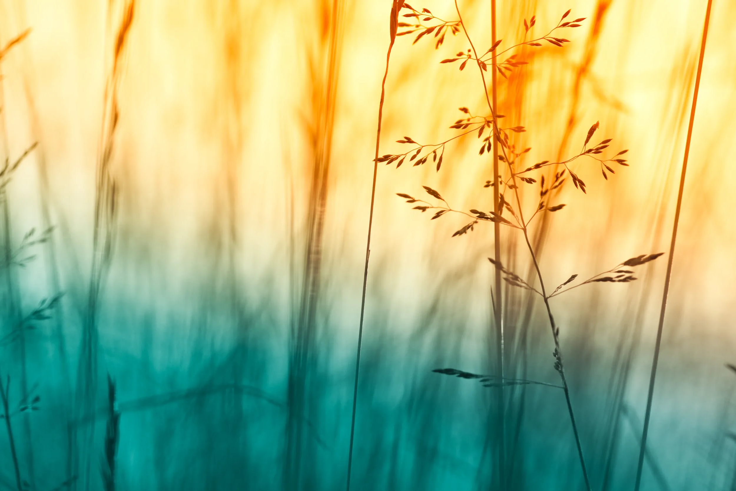 Close-up of grass and reeds with colorful background blending shades of orange, yellow, and teal, softly focused.