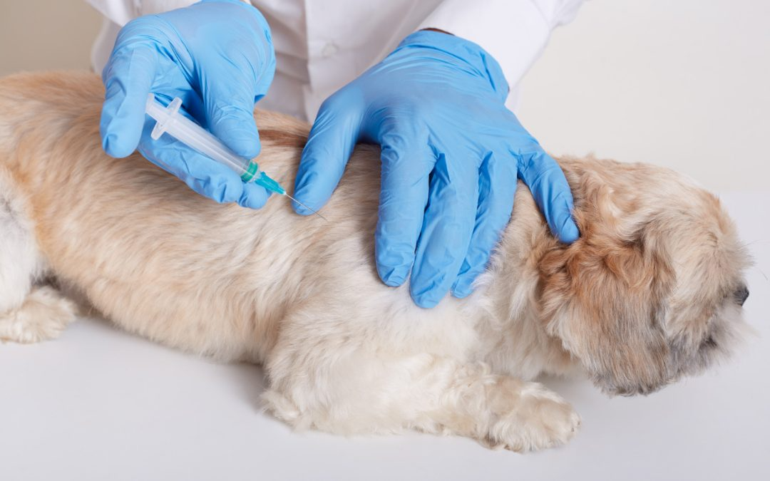 Pet Vaccinations Explained: What Dogs and Cats Actually Need and When