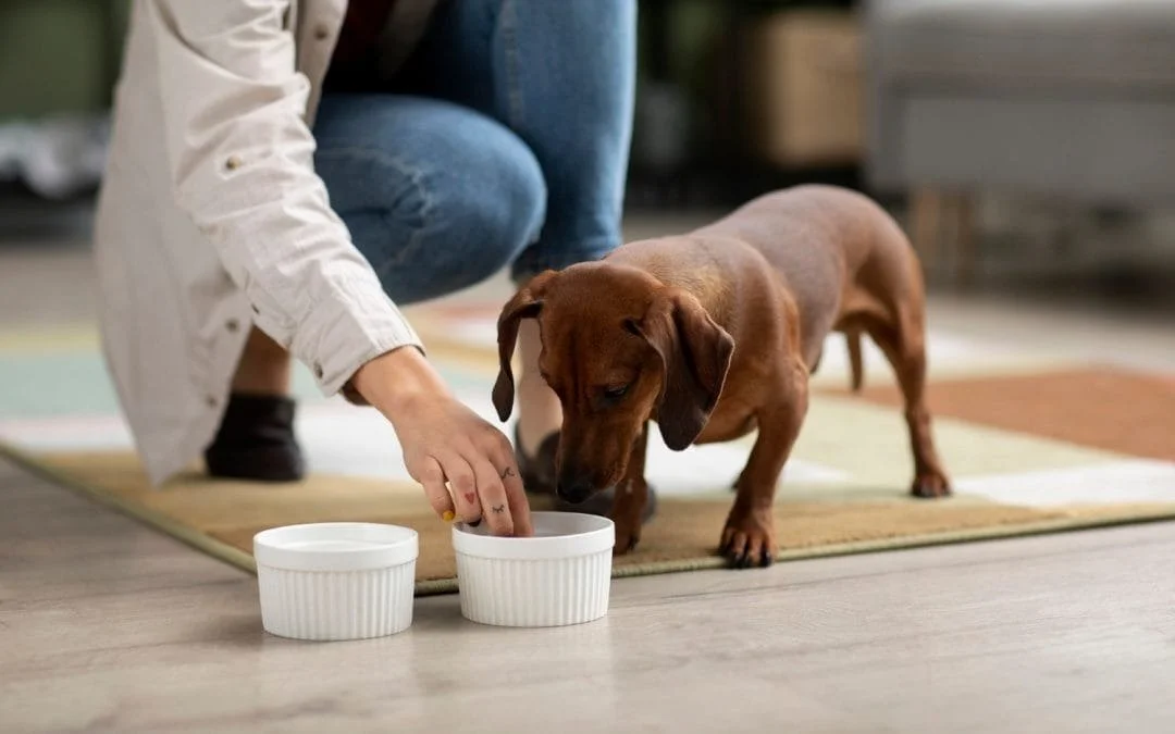 The Importance of Pet Nutritional Counseling: Diet Tips for Every Life Stage