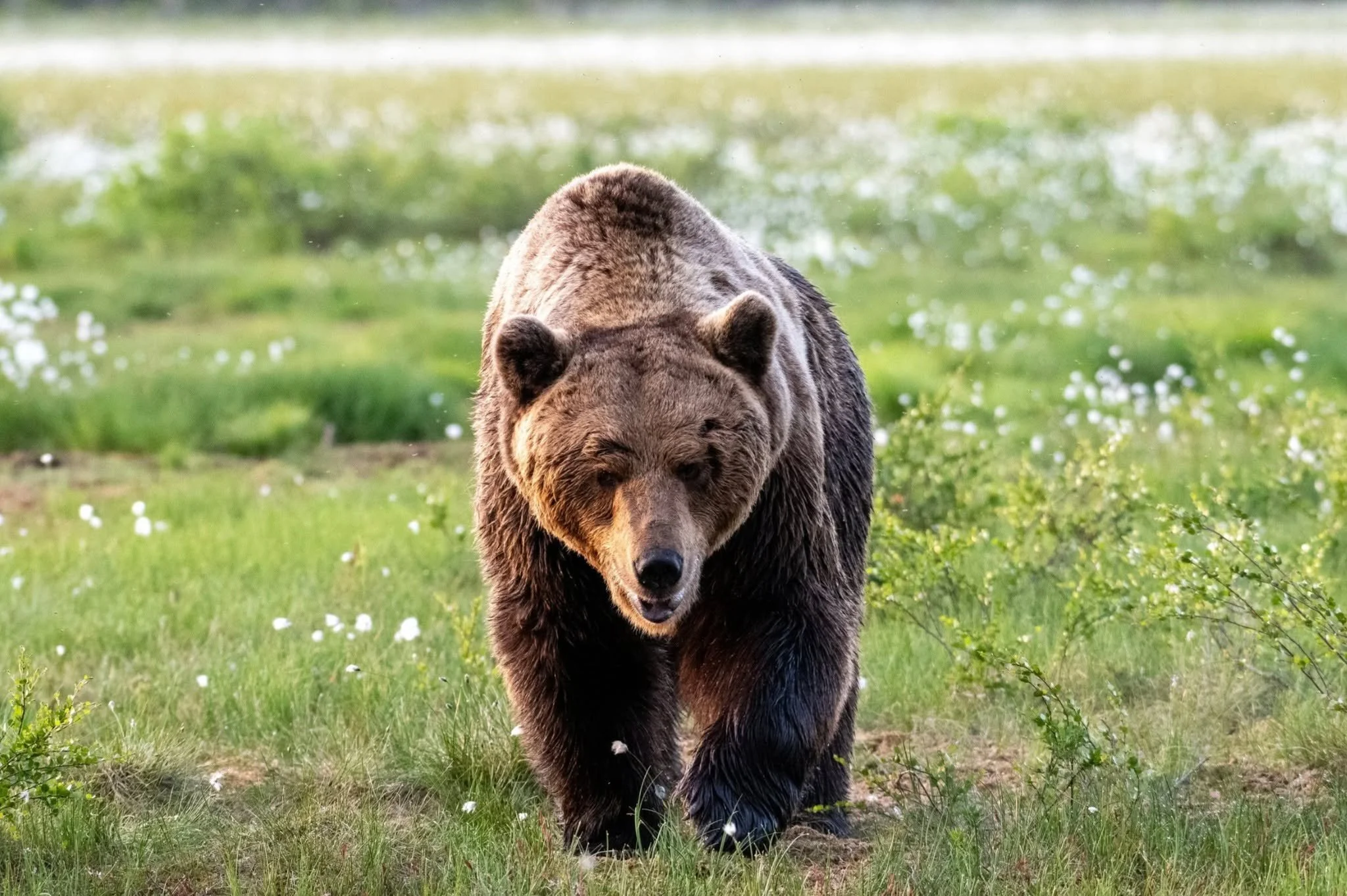 🐻 WILDLIFE ADVENTURE IN FINLAND, BEARS &amp; WOLVES EXPEDITION

🌲 Journey to the giants of the European wilderness

Early summer in Finland offers one of the most immersive wildlife experiences in Europe. This 6-day expedition takes place in Easter