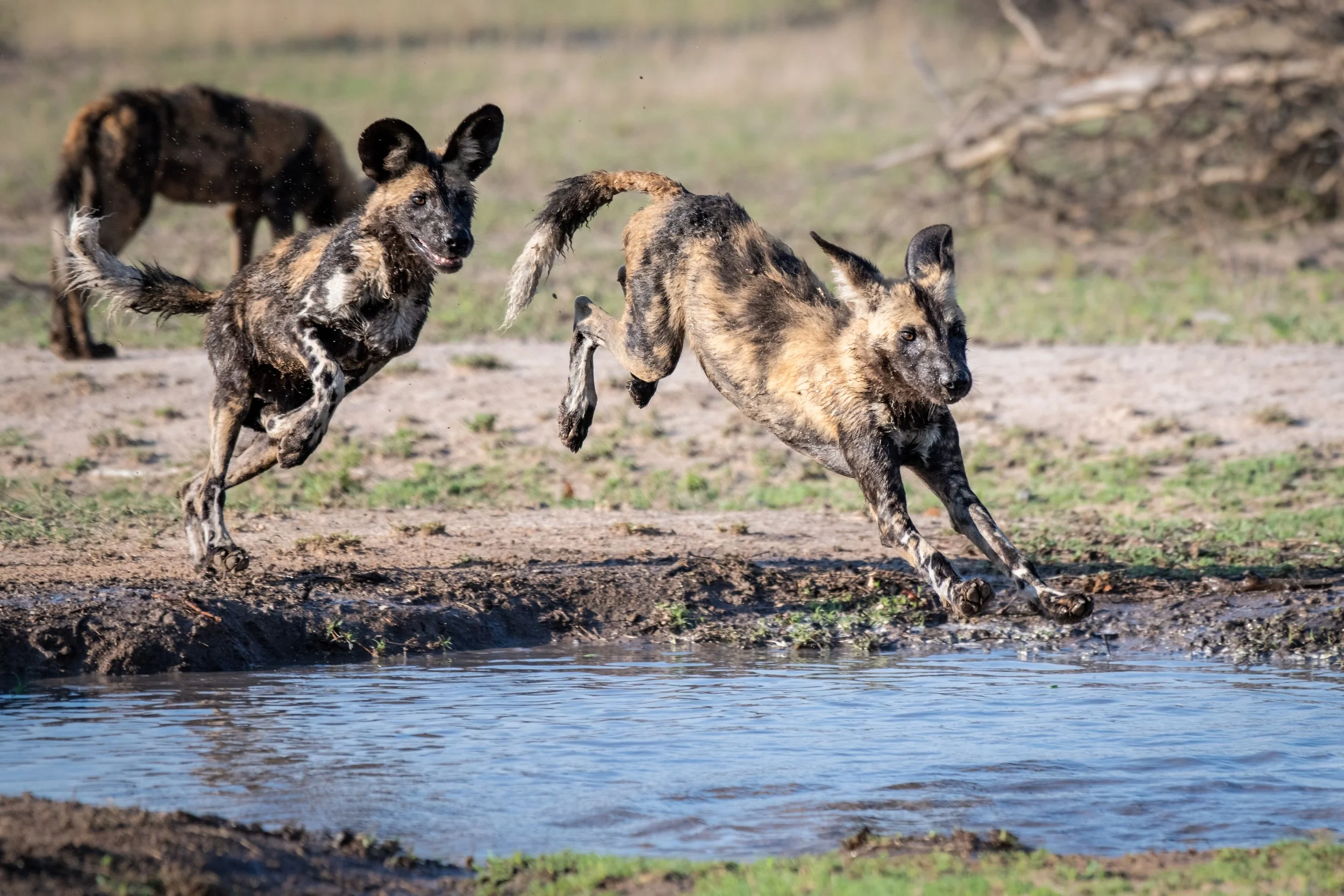 two-wild-dog-lycaon-pictus-follow-each-other-and-2026-01-09-11-02-59-utc.jpg