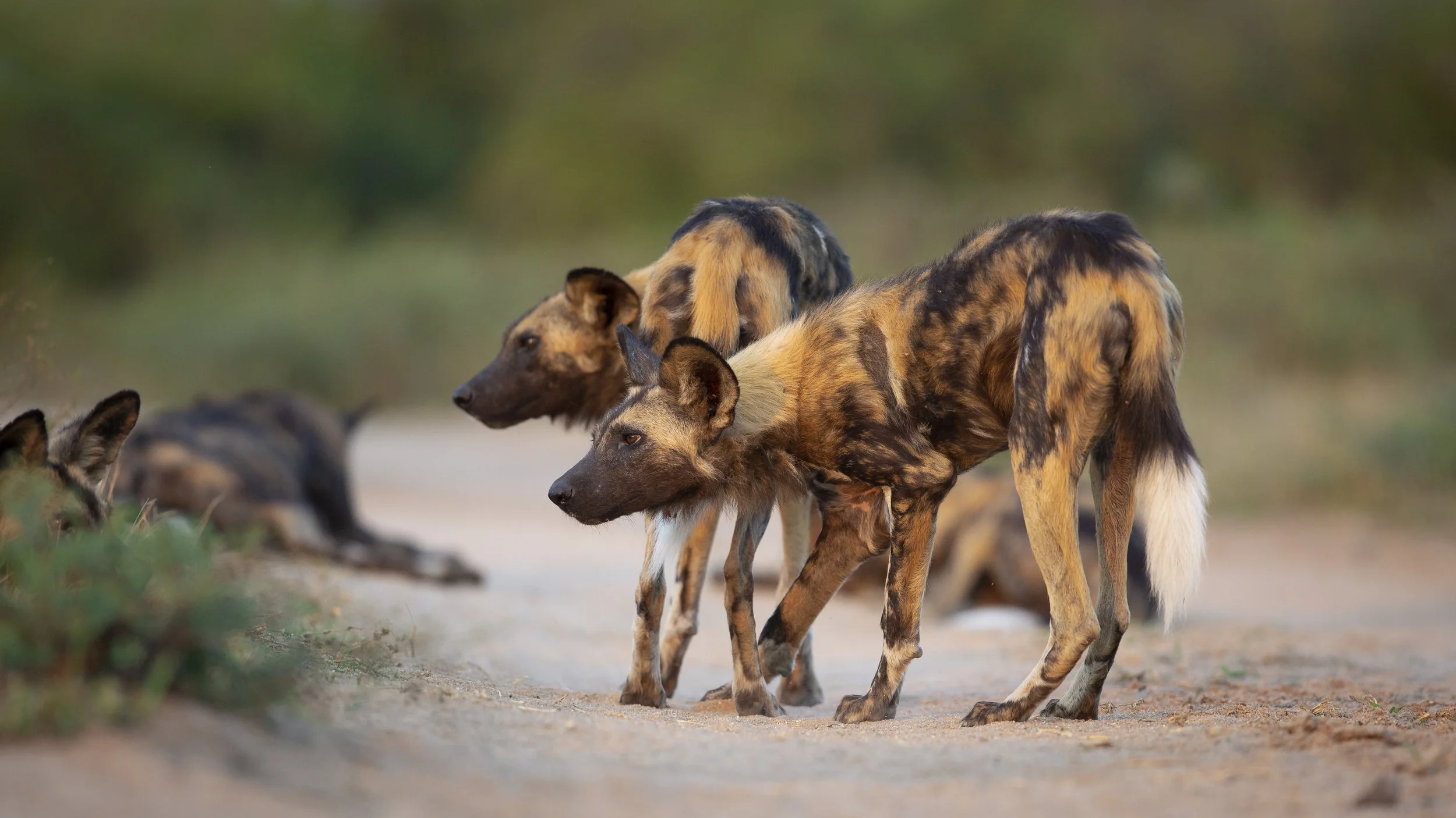 wild-dogs-lycaon-pictus-stand-in-a-stalking-posi-2026-03-25-03-23-54-utc.jpg