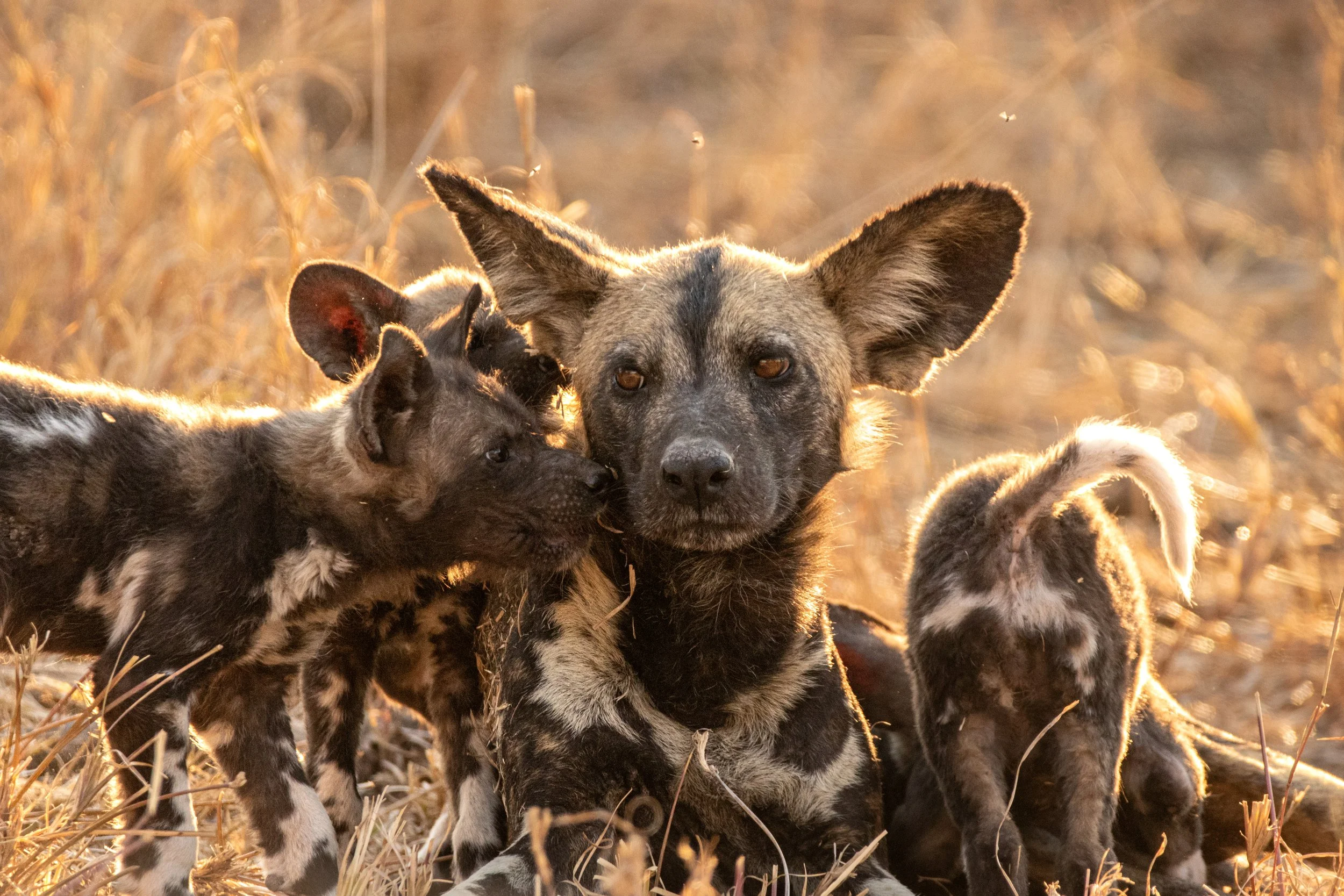 painted-dog-lycaon-pictus-painted-dog-pups-playi-2026-03-26-05-17-47-utc.JPG