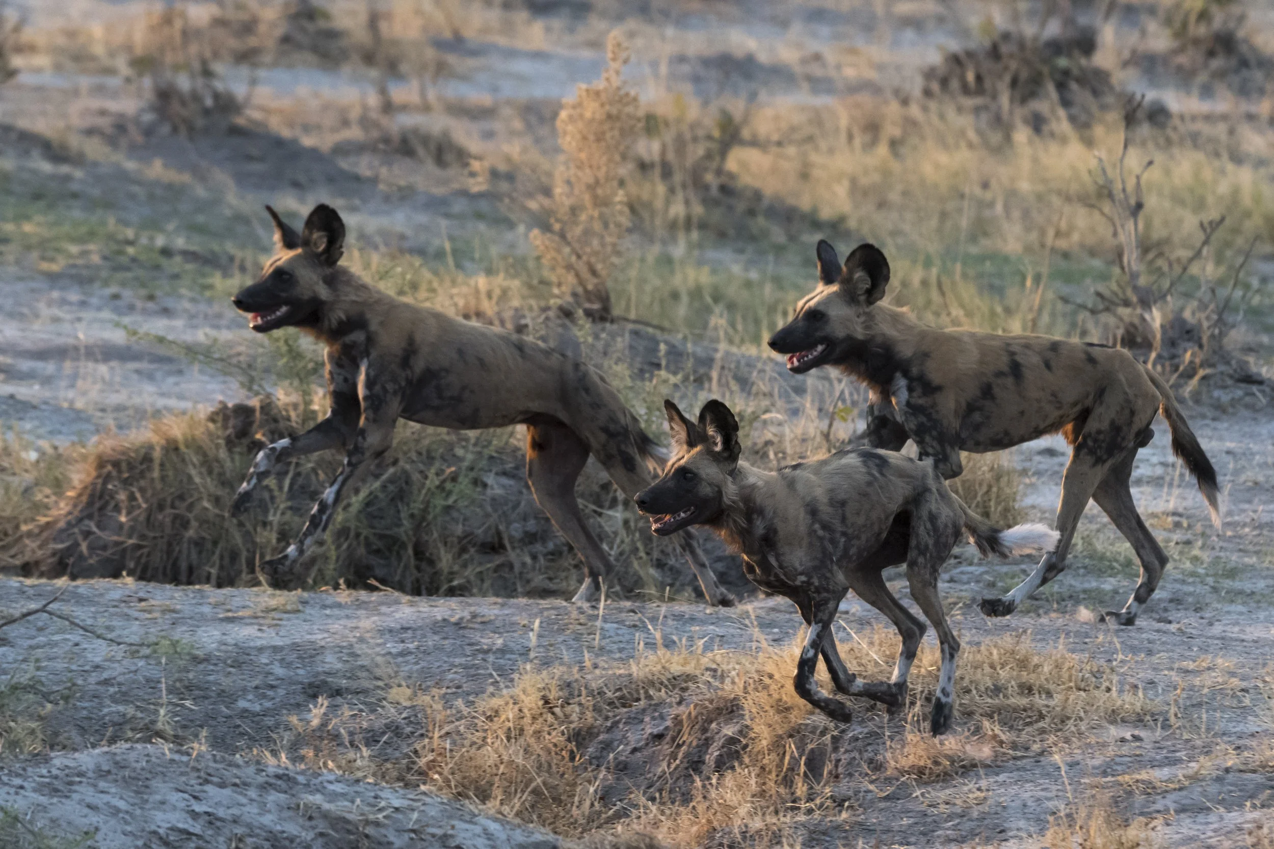 group-of-african-wild-dogs-lycaon-pictus-savuti-2026-01-09-08-41-26-utc.jpg