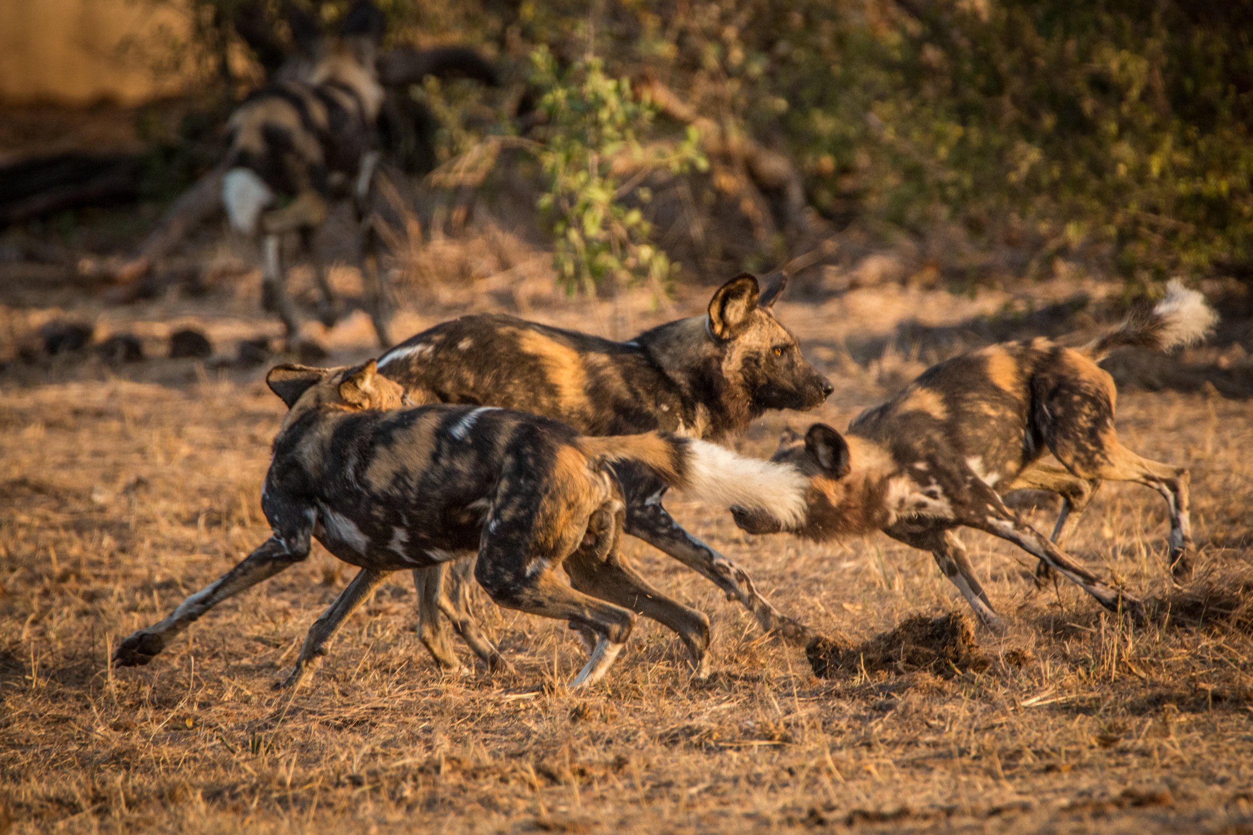 african-wild-dogs-playing-together-2026-01-07-06-59-41-utc.jpg