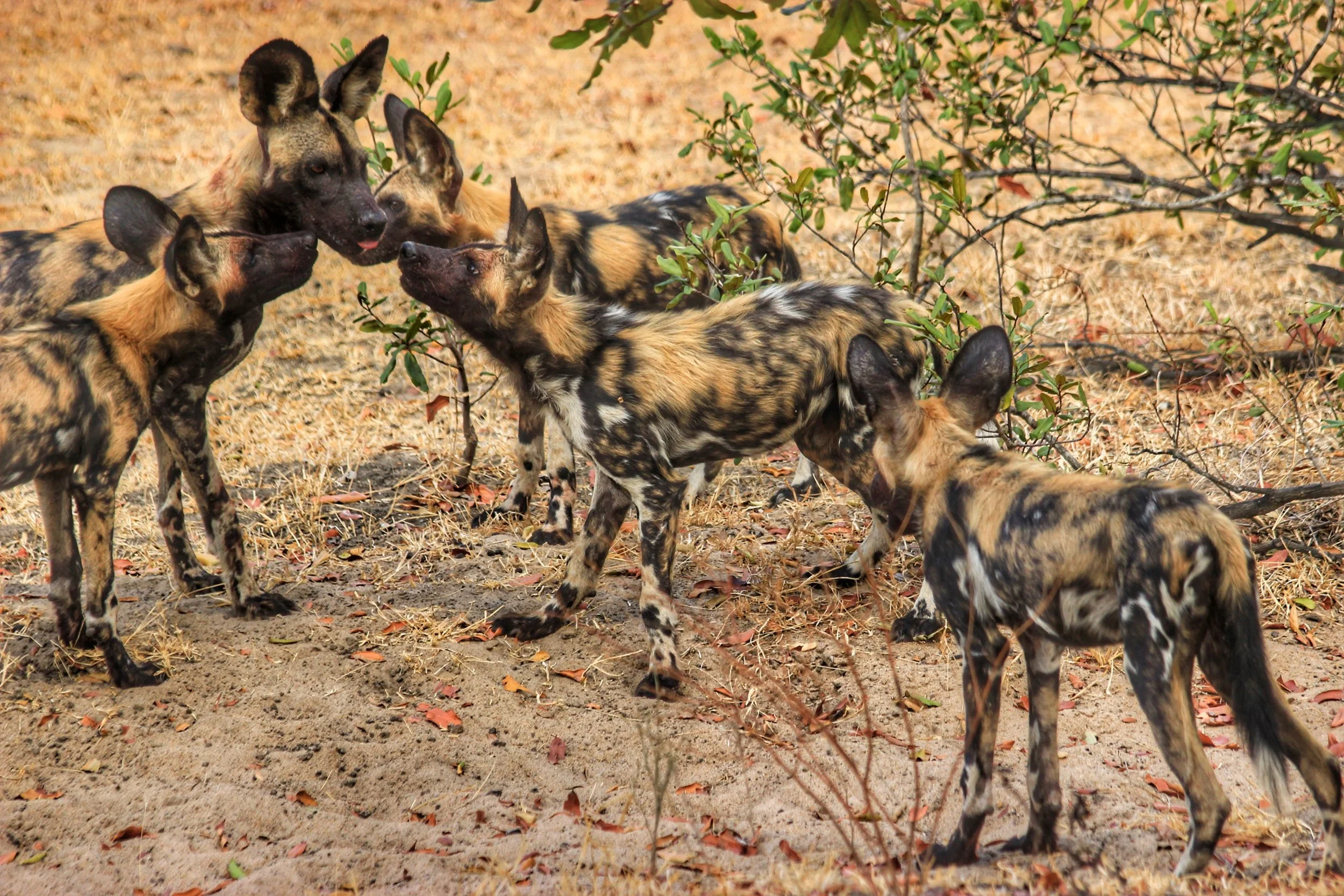 group-of-african-wild-dogs-on-the-selous-game-rese-2026-03-18-07-06-08-utc.jpeg