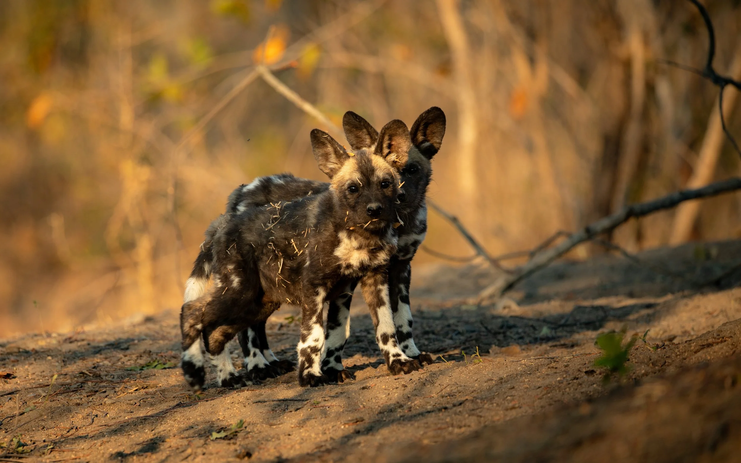 Lycaon : L’odyssée de Kip et Kaya dans « Grandir dans le monde animal »