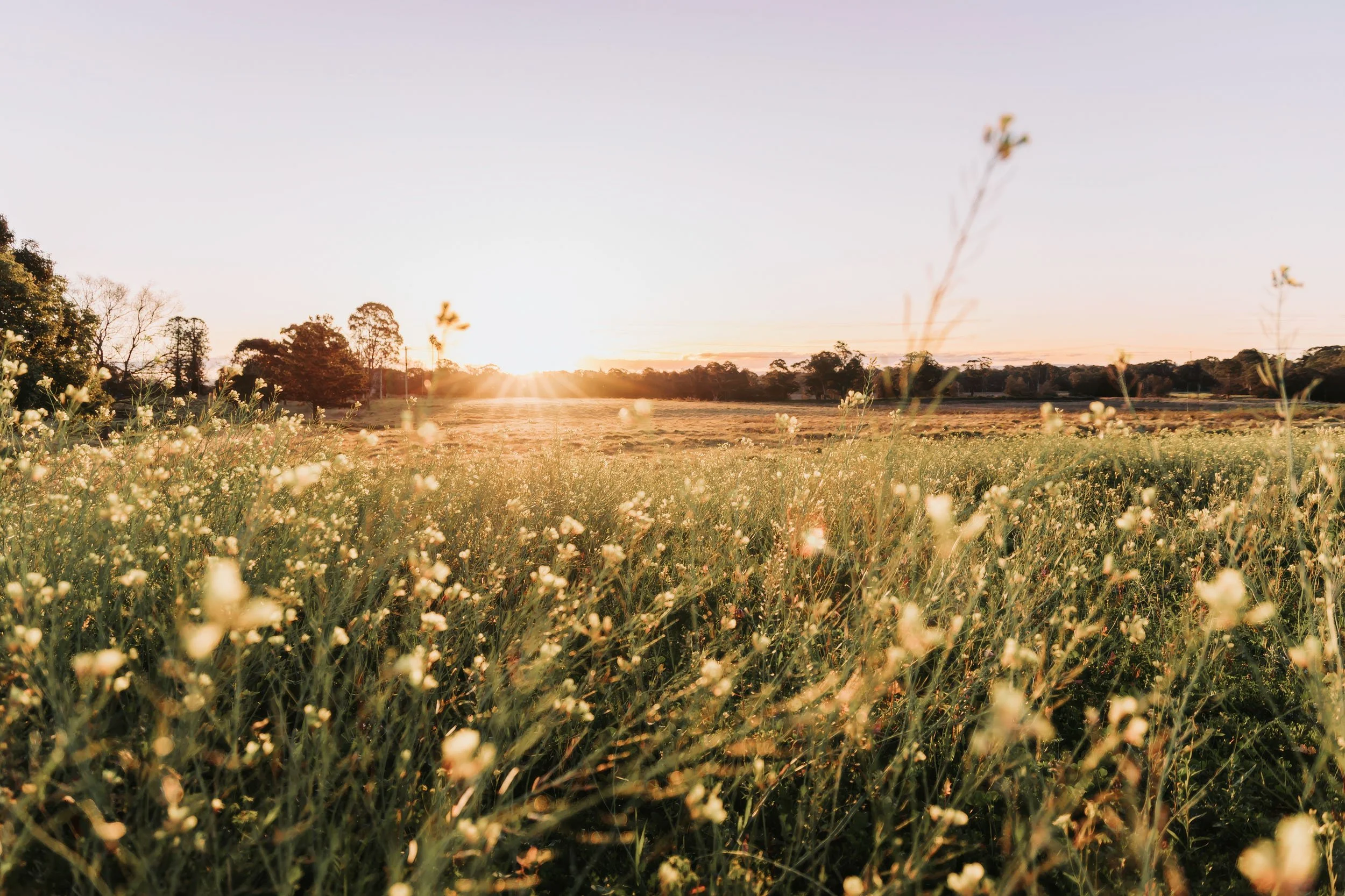 Golden hour lifestyle photography of open field with wildflowers and soft sunset light in Sydney