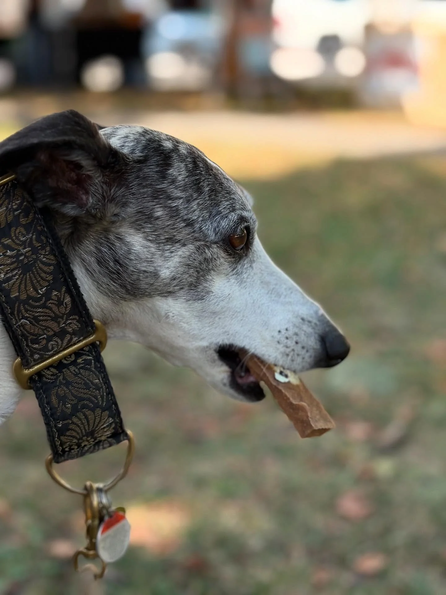 Preston Towne Market Puppy.jpg