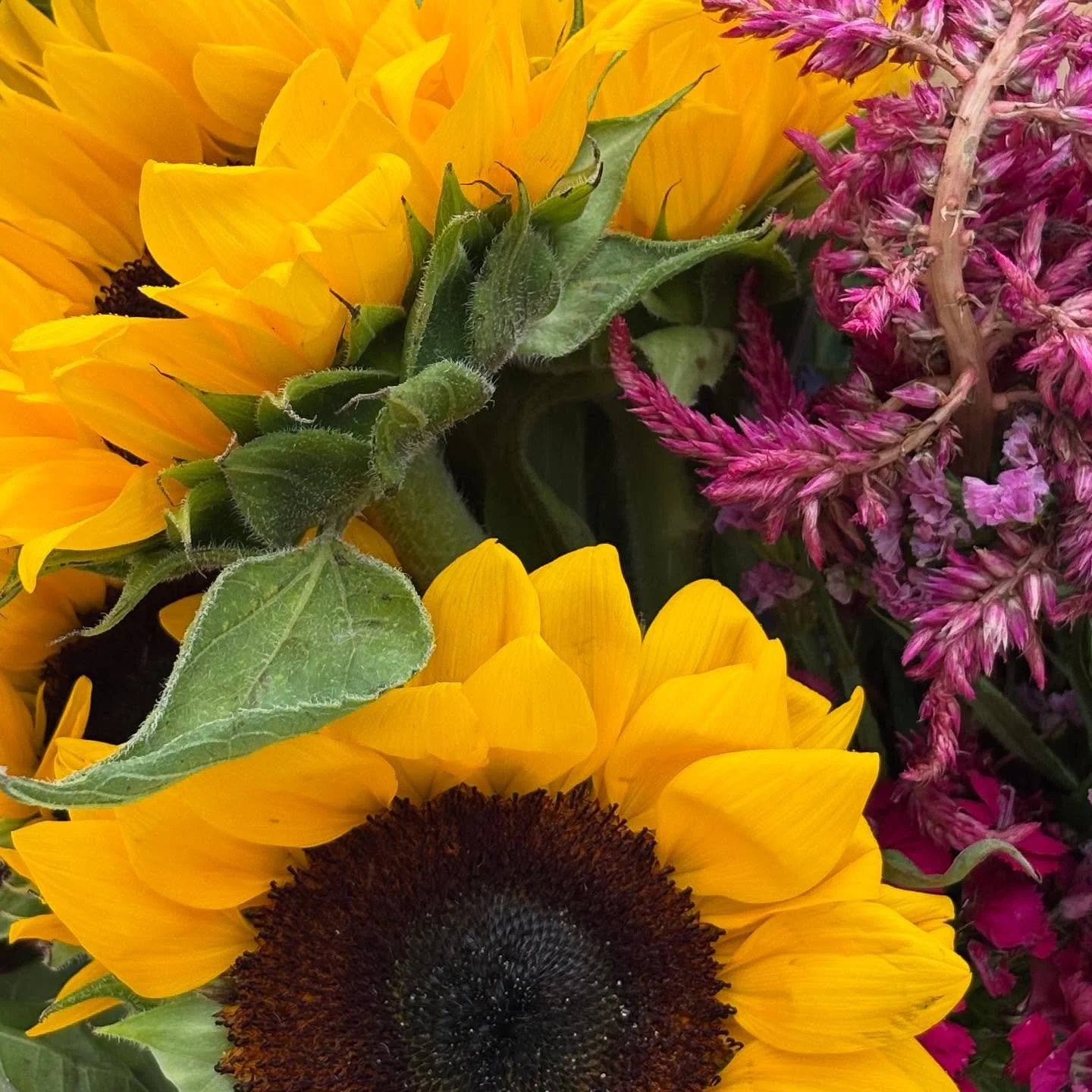 Preston Towne Market Flowers.jpg