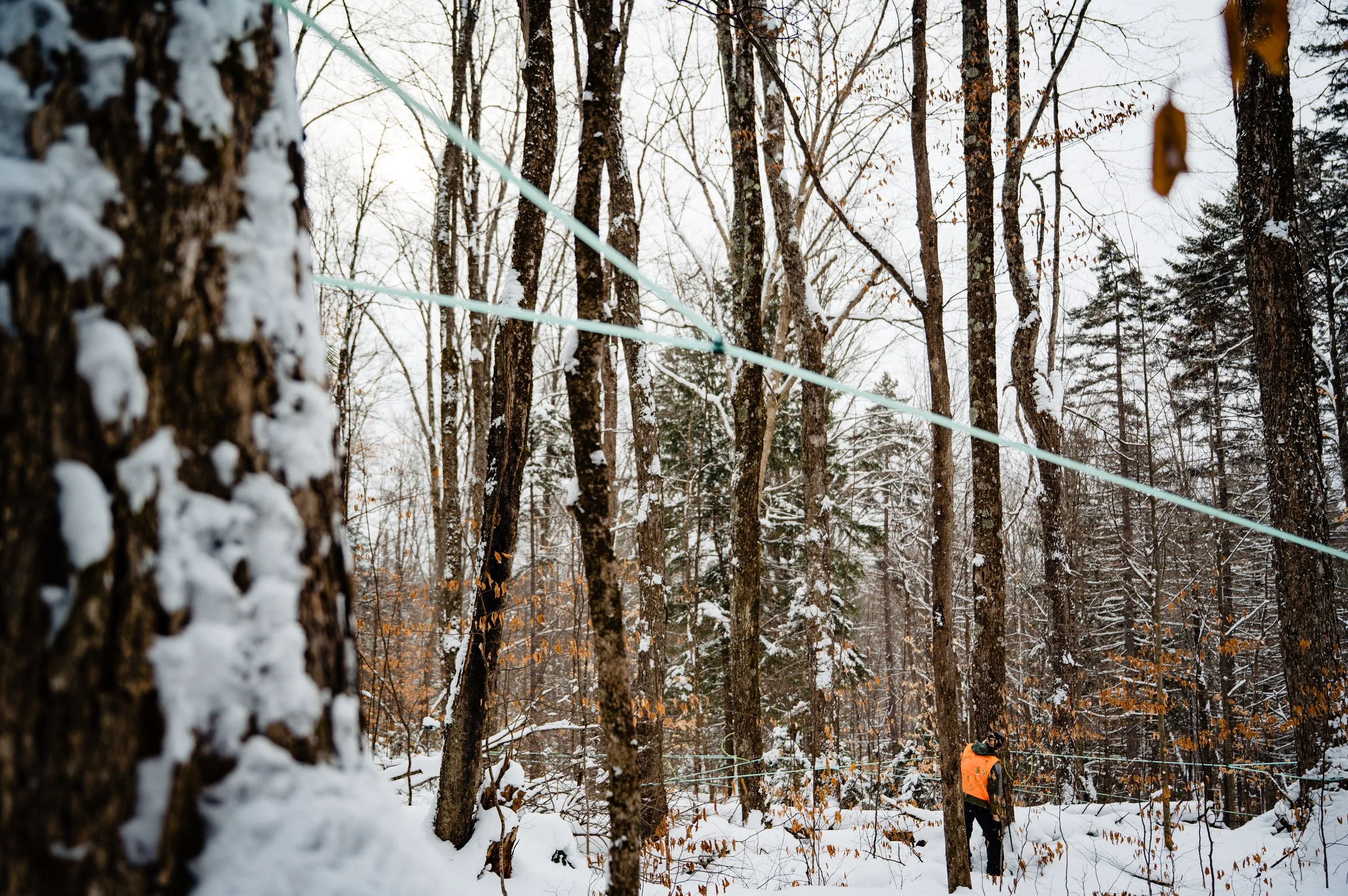 Maple Syrup Making 0046.JPG
