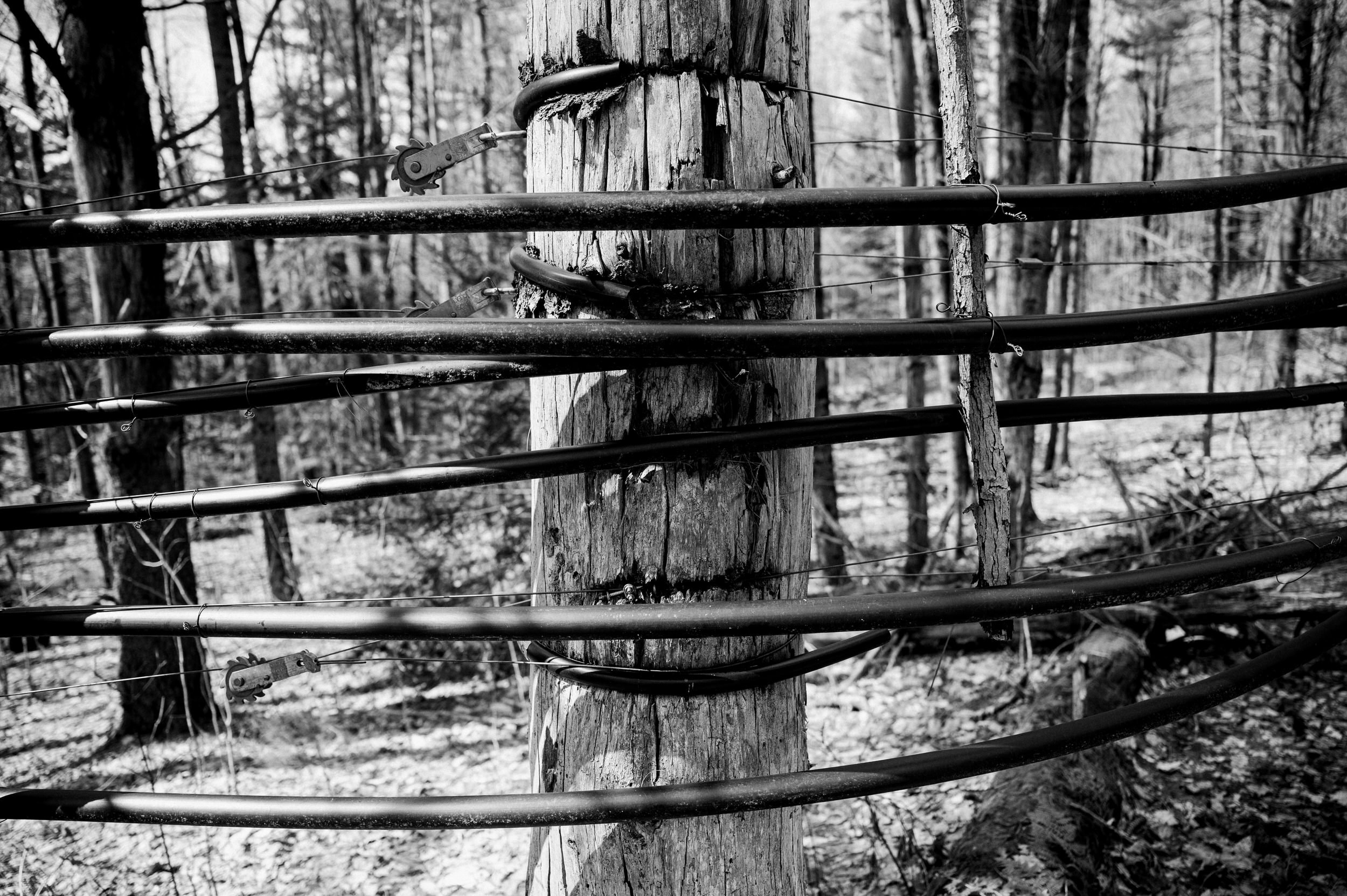 Maple Syrup Making 0048.JPG