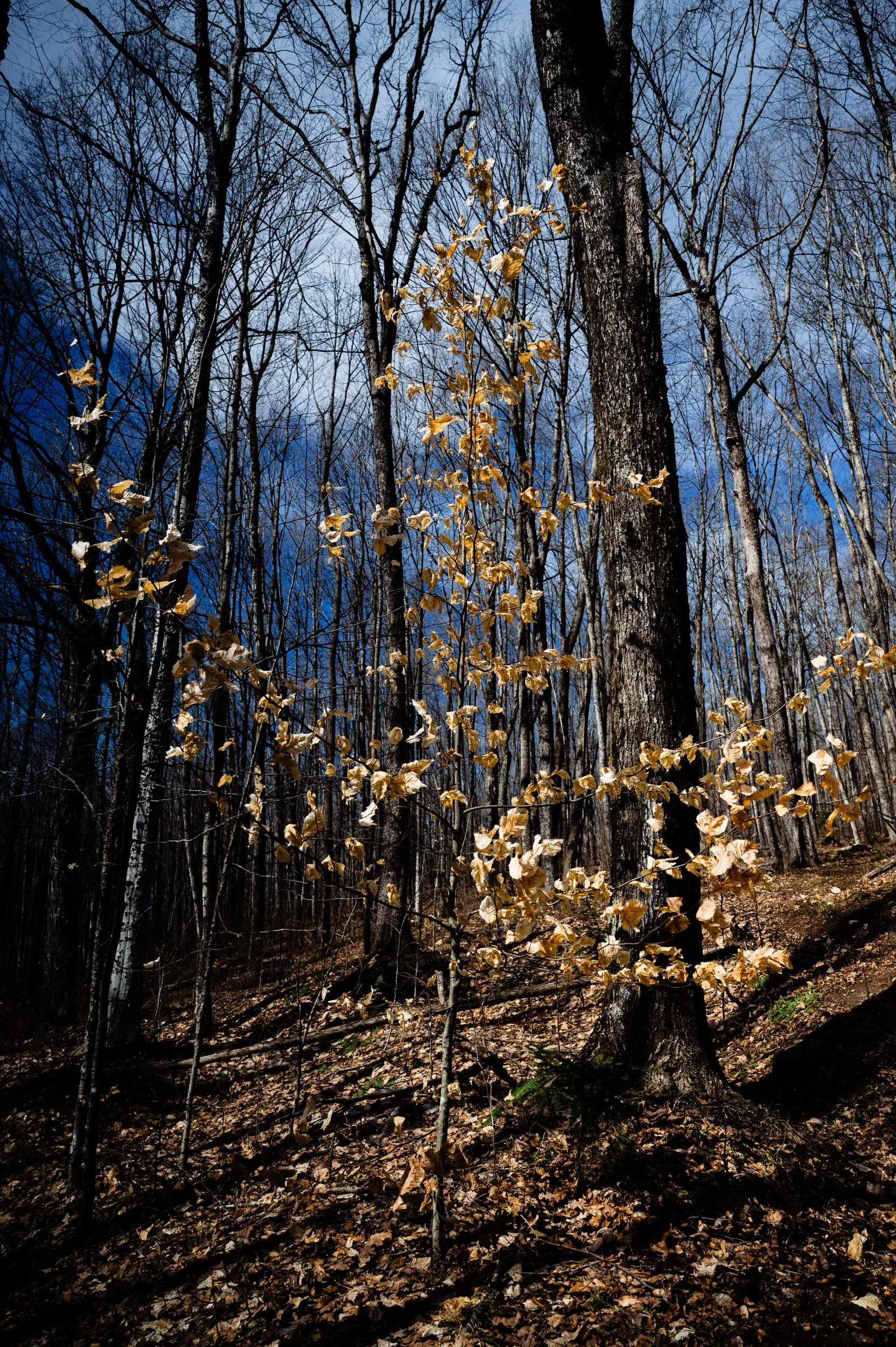 Maple Syrup Making 0056.JPG