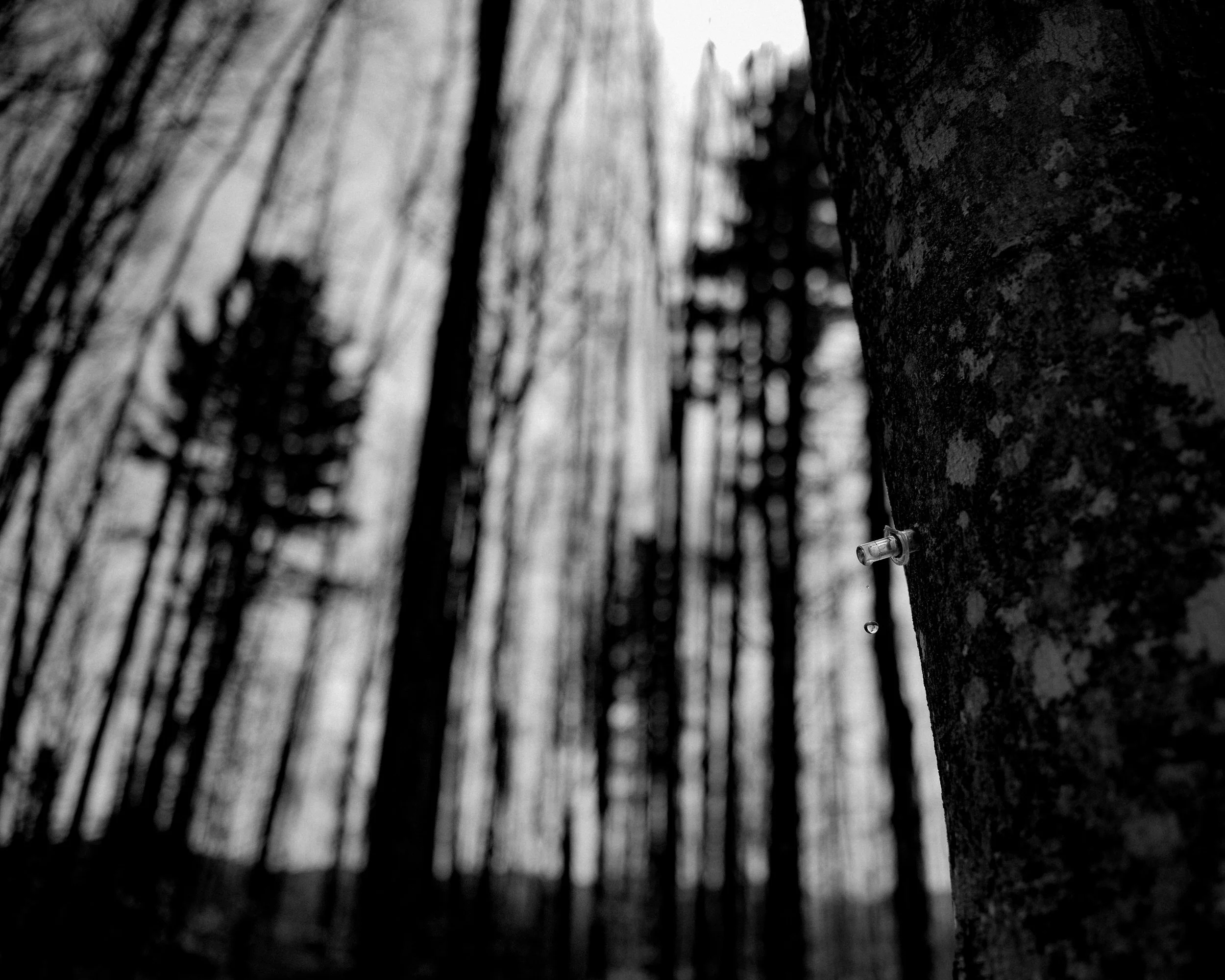 Maple Syrup Making 0110.JPG