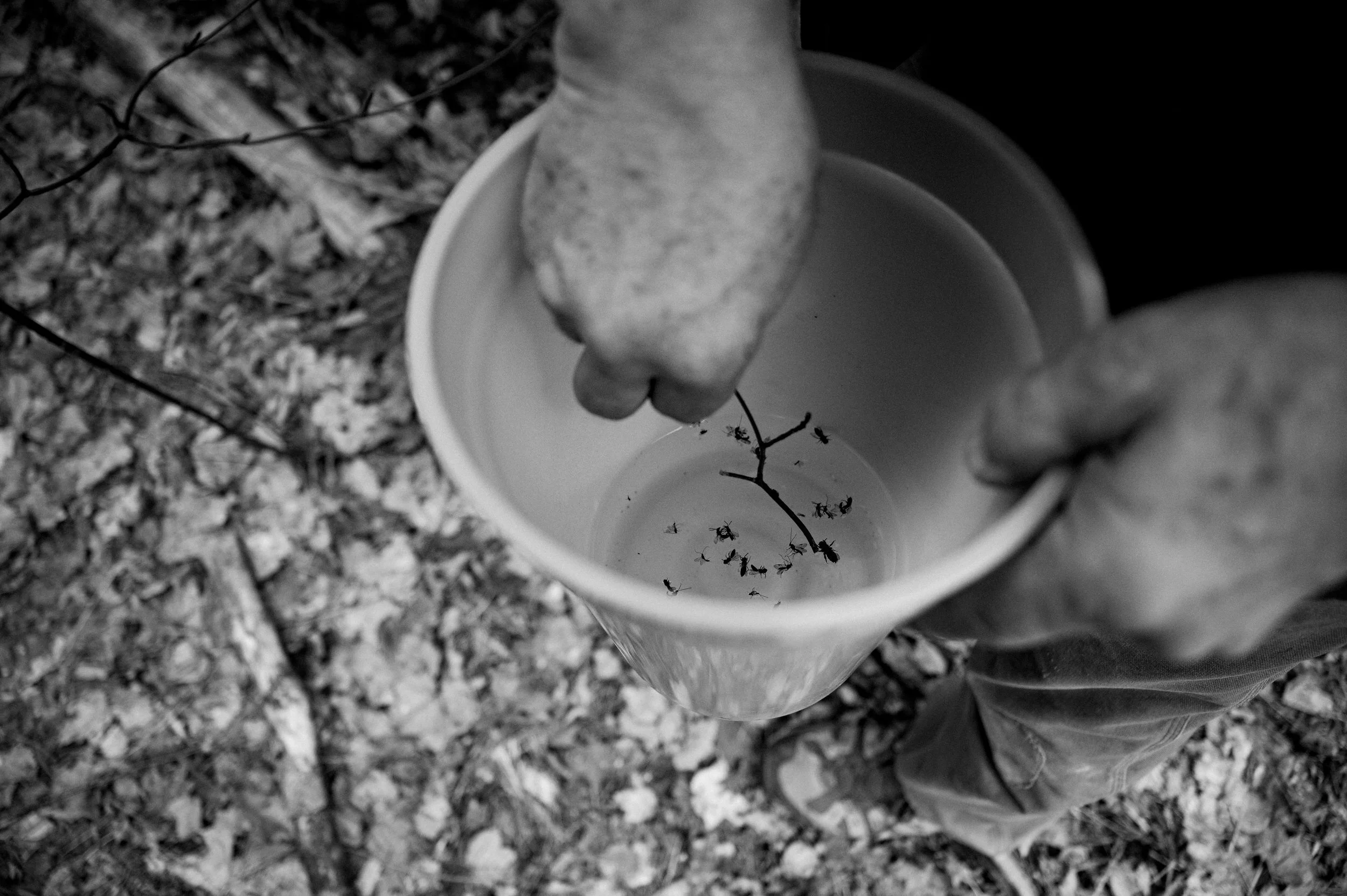 Maple Syrup Making 0115.JPG