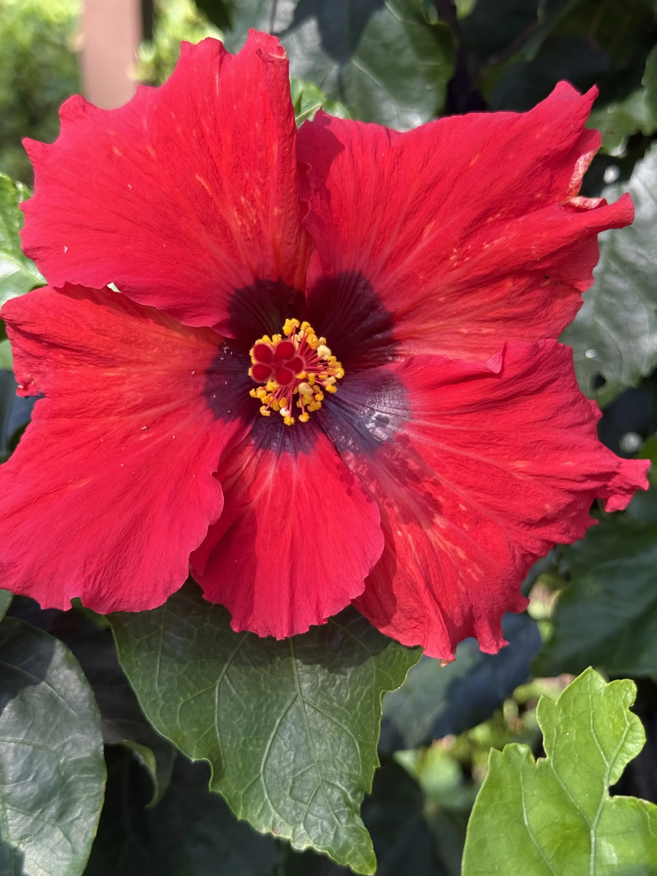 Close-up of a vibrant red hibiscus flower with a dark center and yellow-tipped stamens, surrounded by green leaves.
