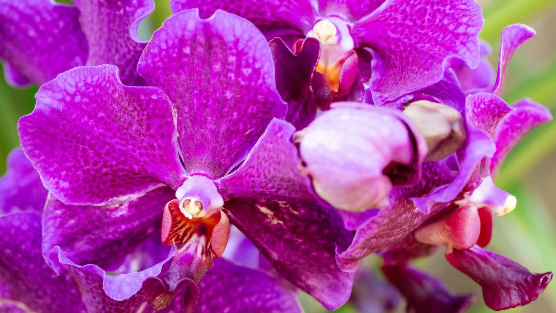 Close-up of vibrant purple orchids with speckled petals and intricate centers against a softly blurred green background.

