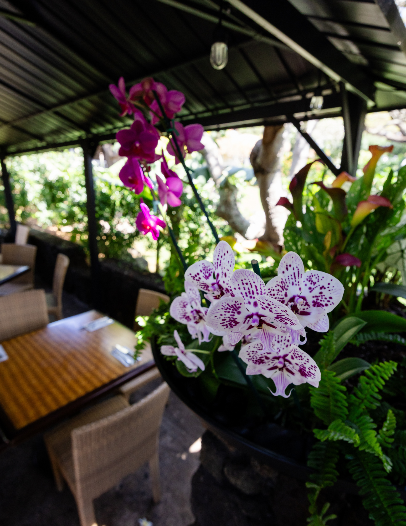 Close-up of orchids in a planter—white speckled and bright pink blooms—set within a shaded open-air dining area with wooden tables and wicker chairs, surrounded by lush greenery.