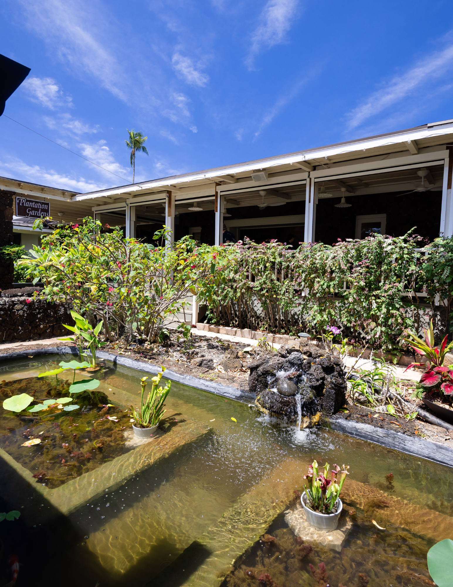 Exterior of Kiahuna Sunrise Café with a covered porch and lush tropical landscaping, featuring a koi pond with water plants and a small fountain in the foreground under a bright blue sky.