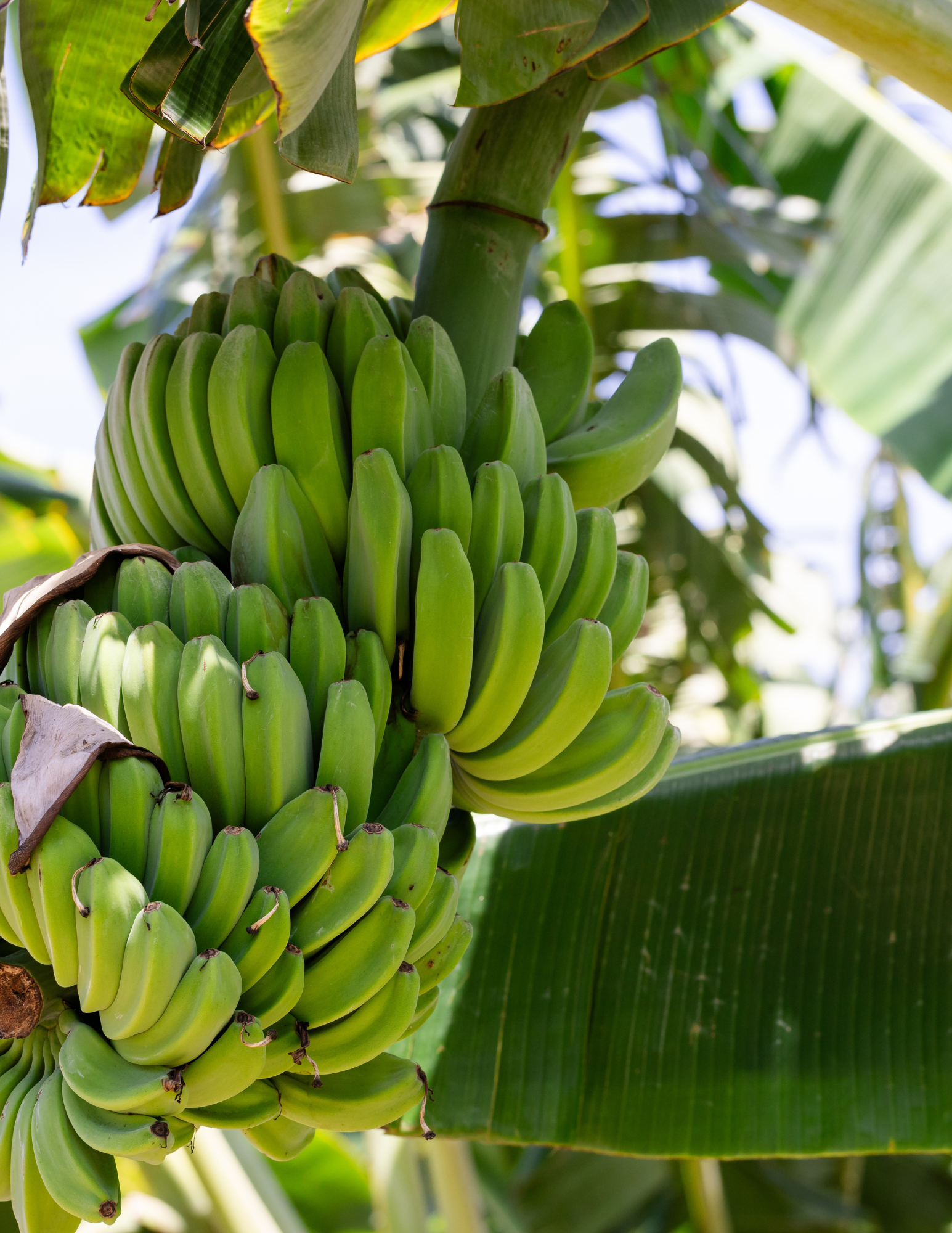 Close-up of a large bunch of green bananas growing on a banana tree, surrounded by broad green leaves in bright sunlight.